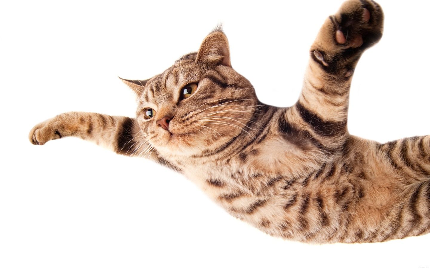 Wallpaper Cat flying, paws as wings, white background 2880x1800 HD