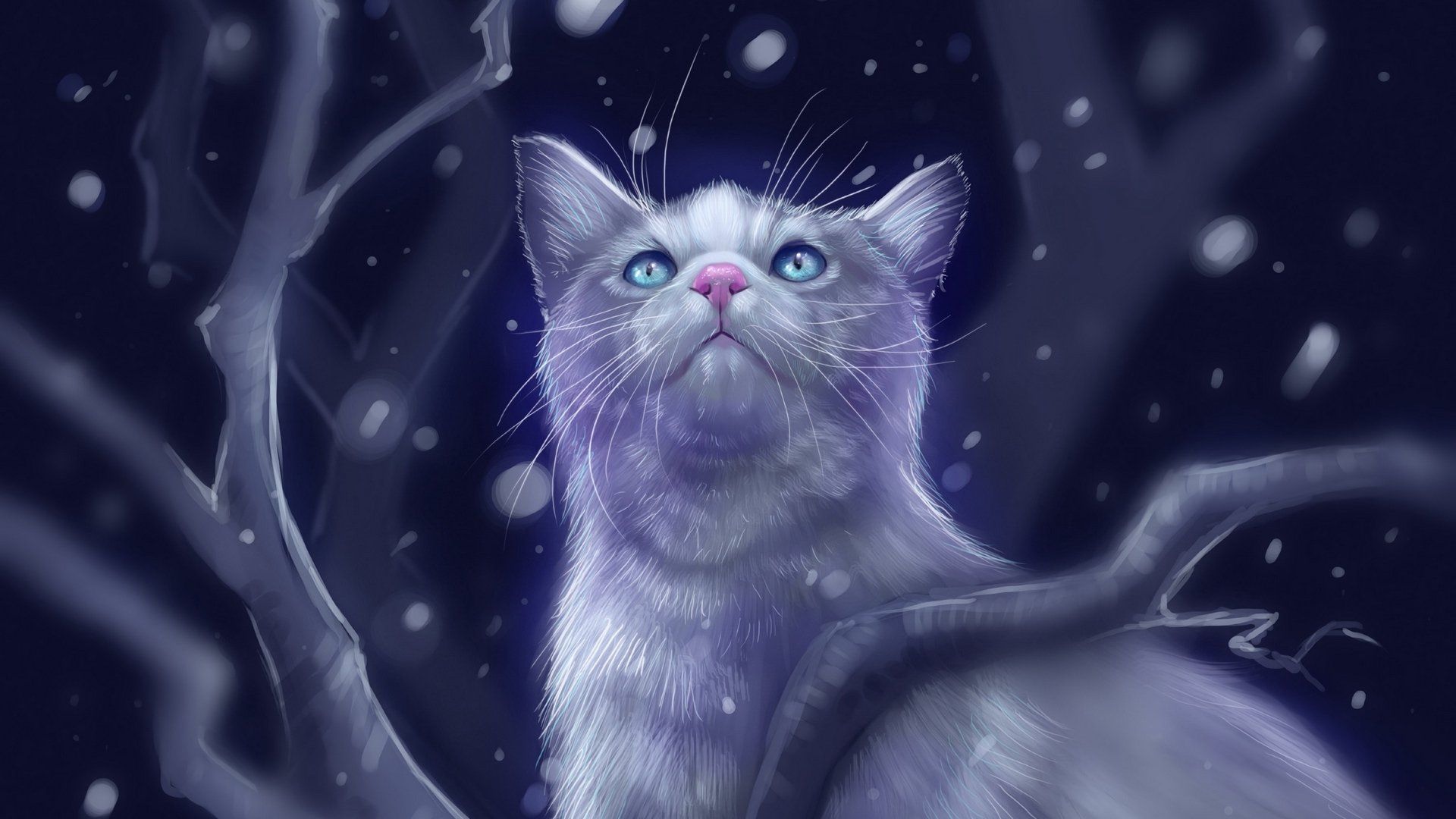 Cat Looking up at the Starry Sky HD Wallpaper. Background Image