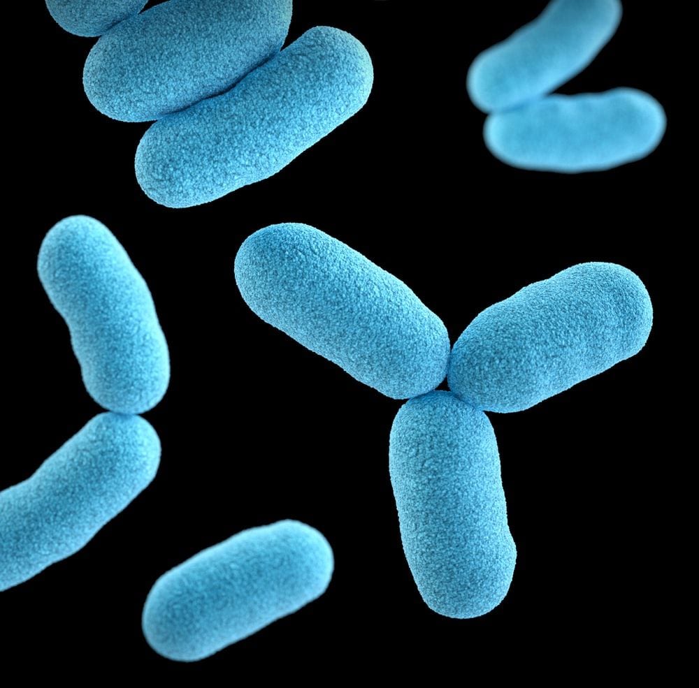 Bacteria Picture [HD]. Download Free Image