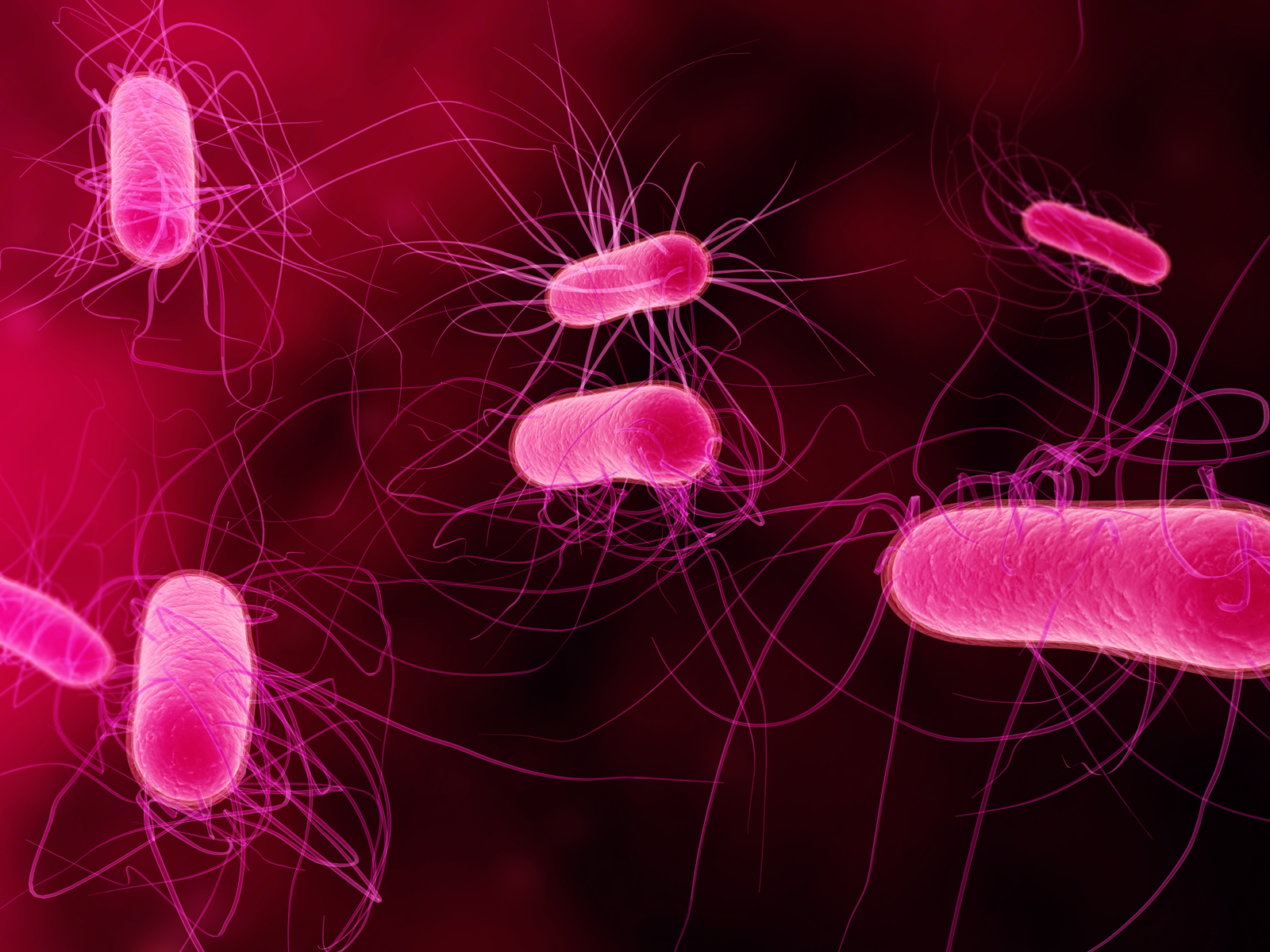 microbiology bacteria wallpaper