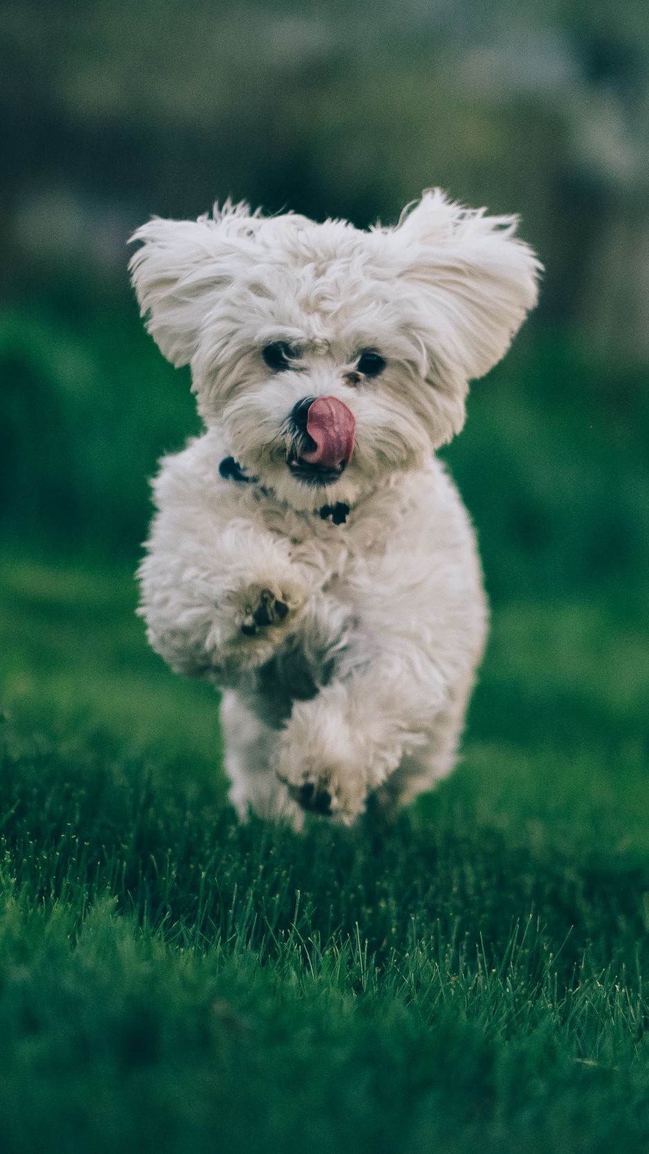 Bichon frise, dog, running, grass wallpaper. Bichon frise dogs