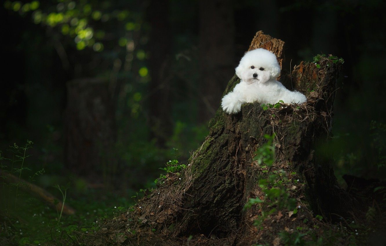 Wallpaper forest, stump, dog, Bichon Frise image for desktop