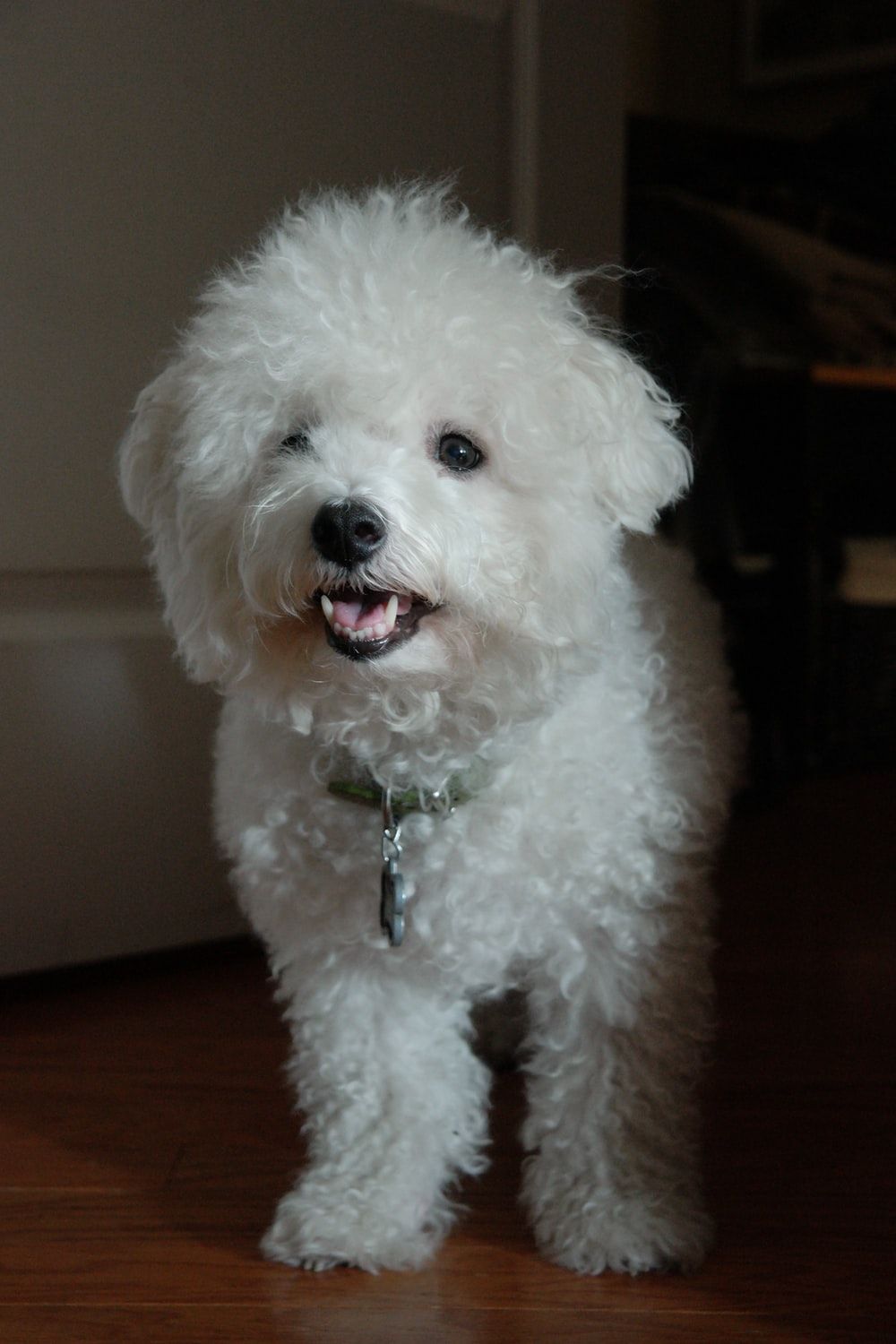 Bichon Frise Picture. Download Free Image