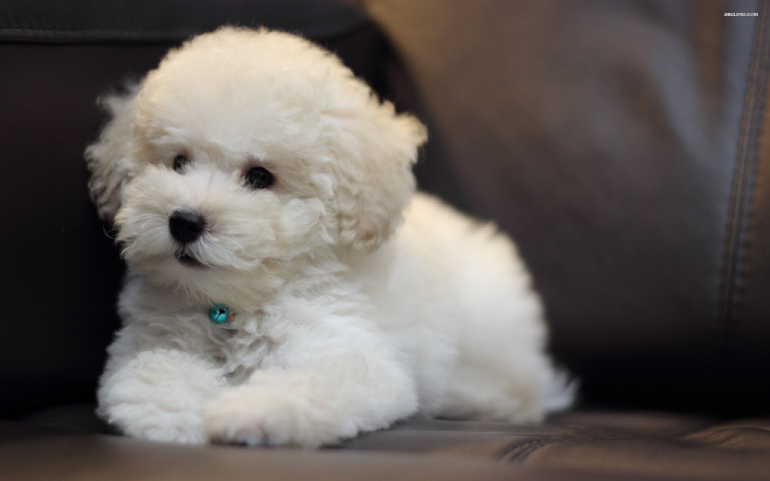 Puppy Bichon Frise on a leather couch wallpaper and image