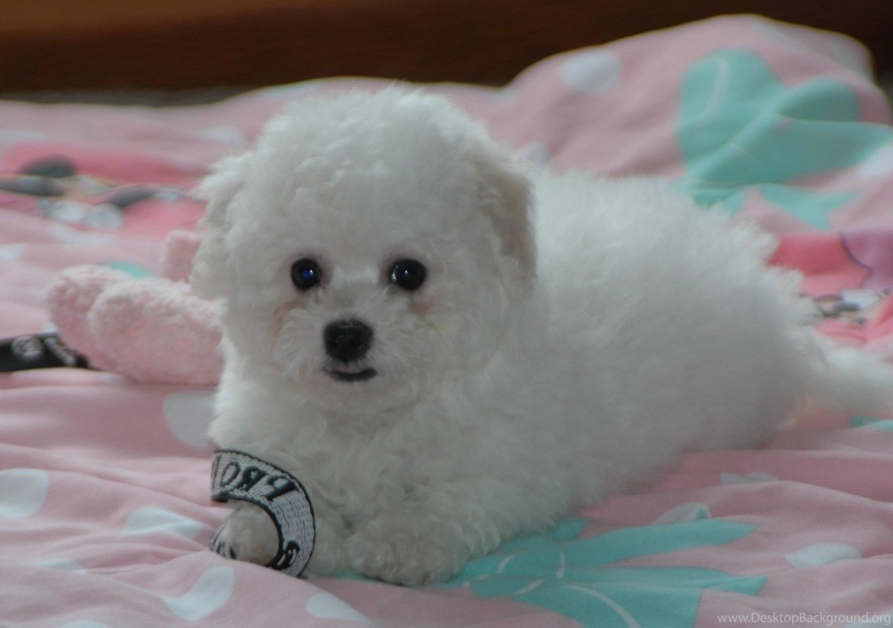 Puppy Bichon Frise On The Bed Wallpaper And Image Wallpaper