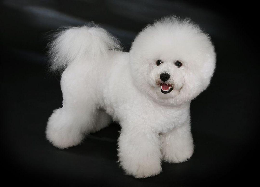 Bichon Frise Wallpaper Picture HD for Android