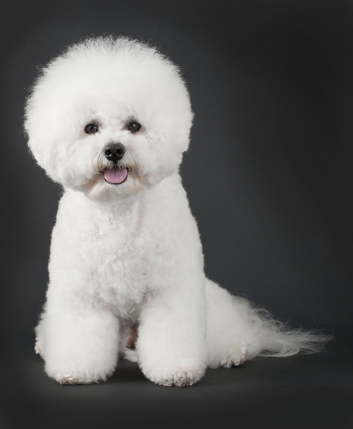 Gallery For > Bichon Frise Wallpaper