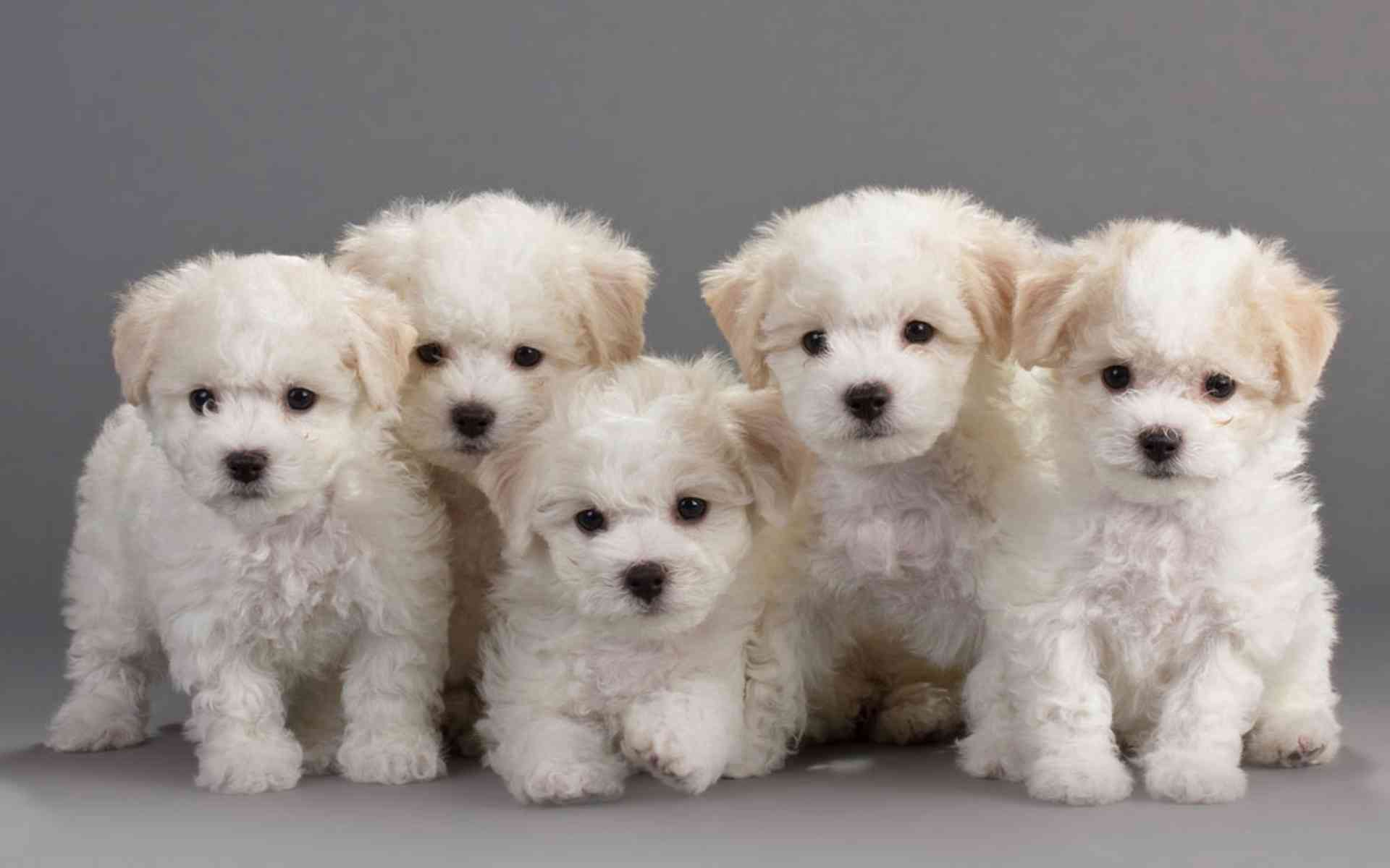 Family breed Bichon Frise on a gray background wallpaper