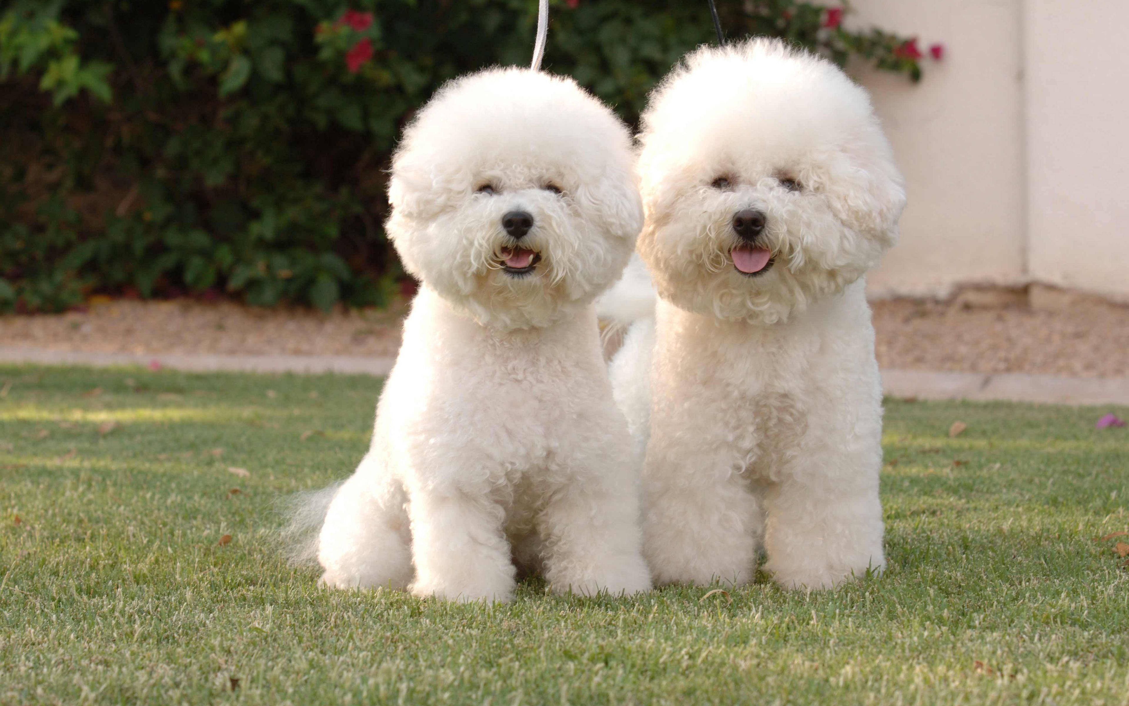 Download wallpaper Bichon Frise Dog, 4к, white fluffy dogs, cute