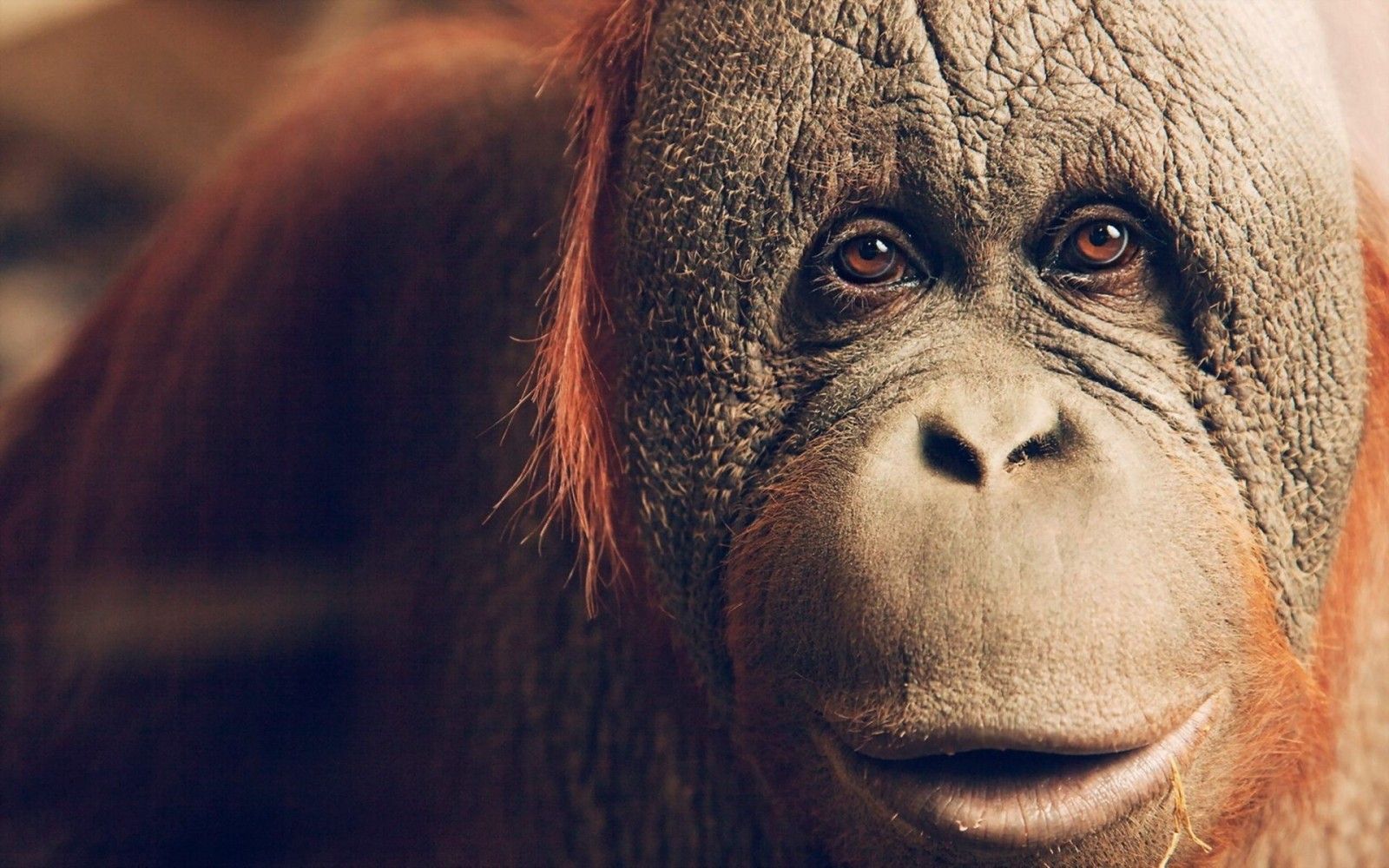 animals, wildlife, nose, apes, head, Orangutan, orangutans