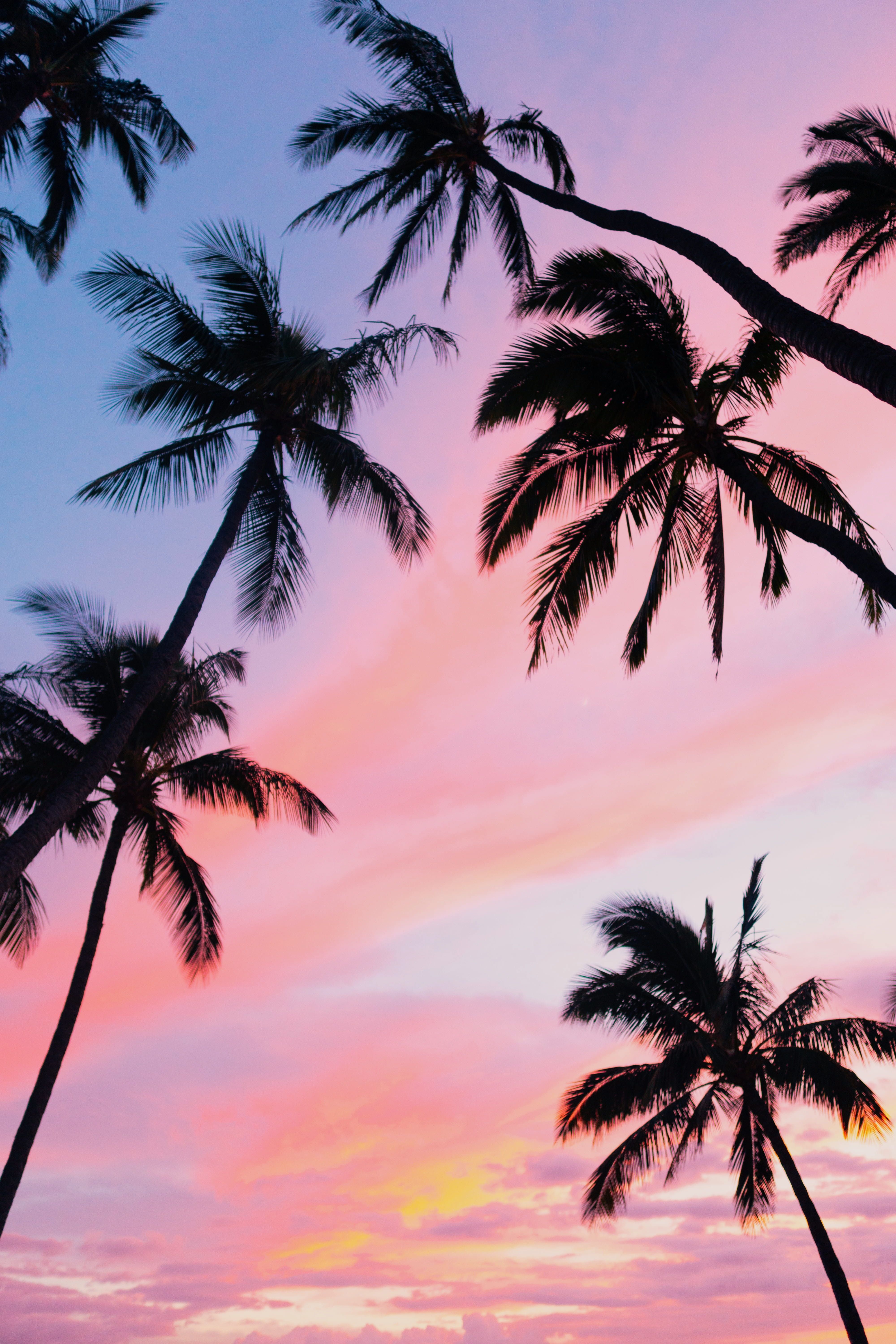 sky #pink #sunset #hawaii #tropical palm tree #tree K #wallpaper