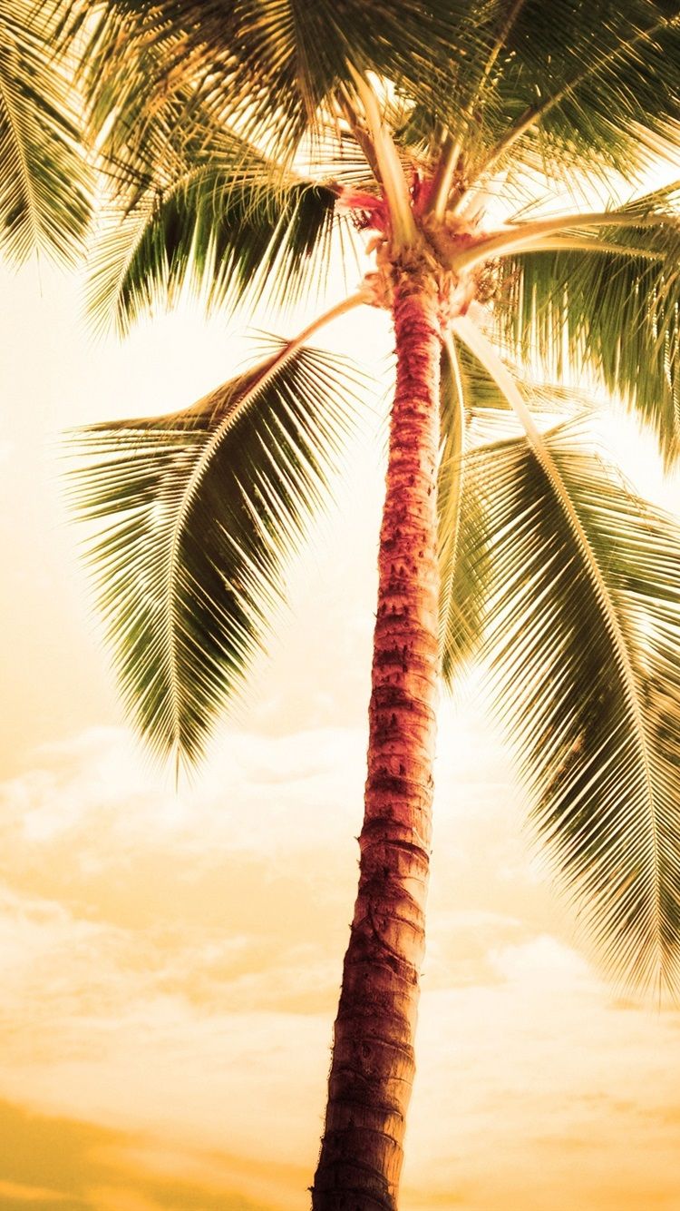 Hawaii, Hot Summer, Palm Trees 750x1334 IPhone 8 7 6 6S Wallpaper