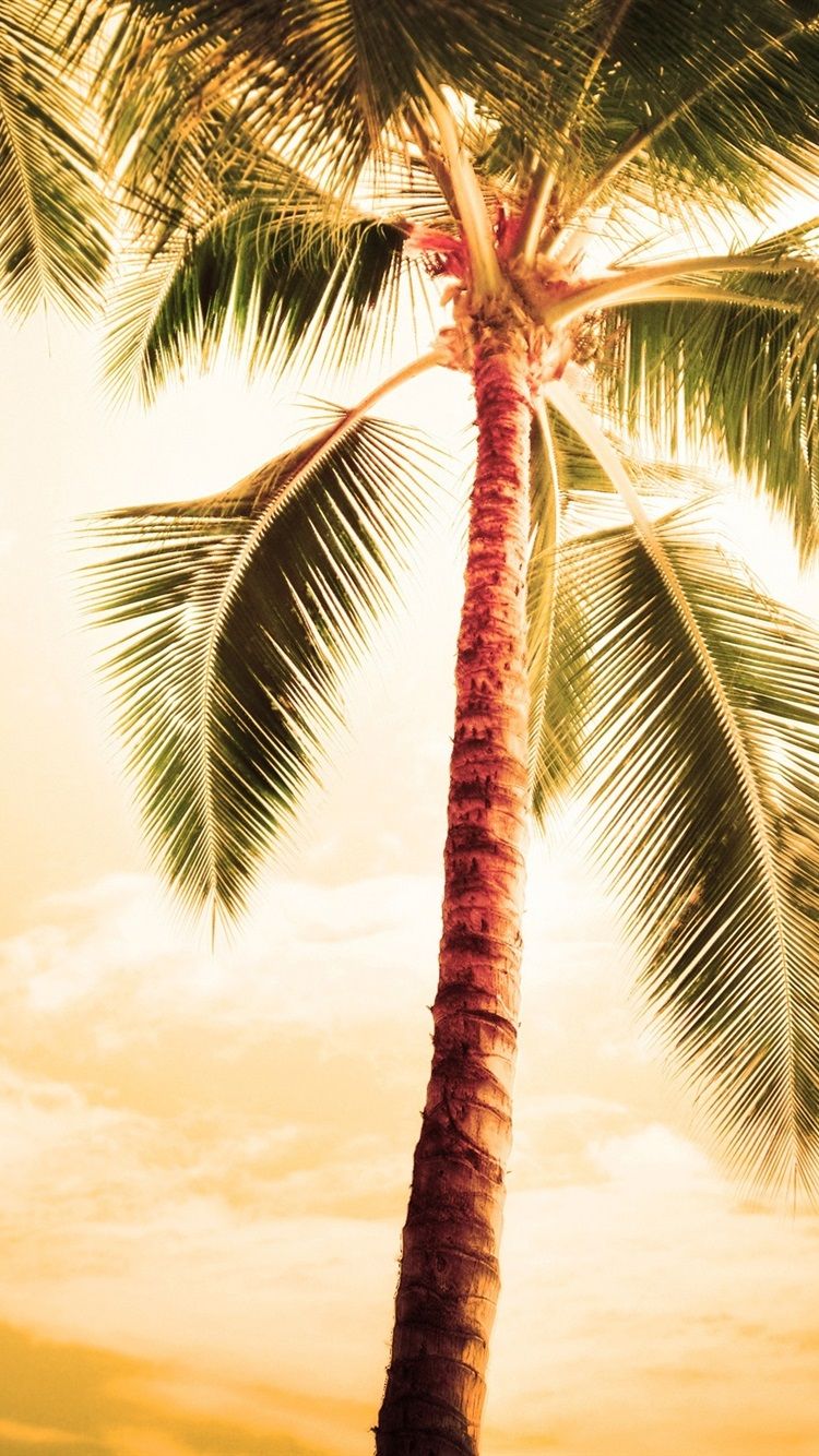 Hawaii Summer Coconut Tree Wallpapers - Wallpaper Cave