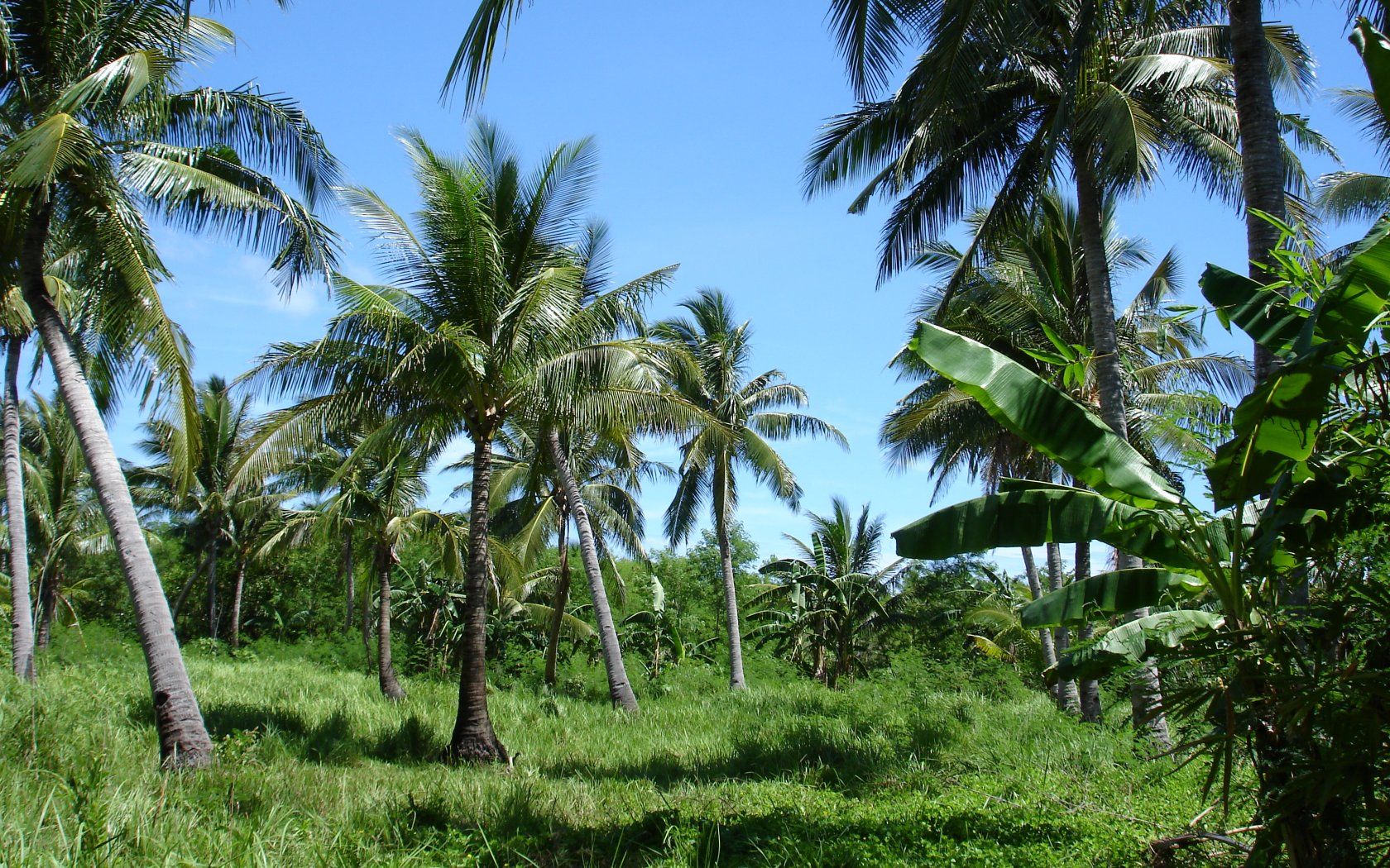 Coconut Palm Tree. Small Axe Tree Service