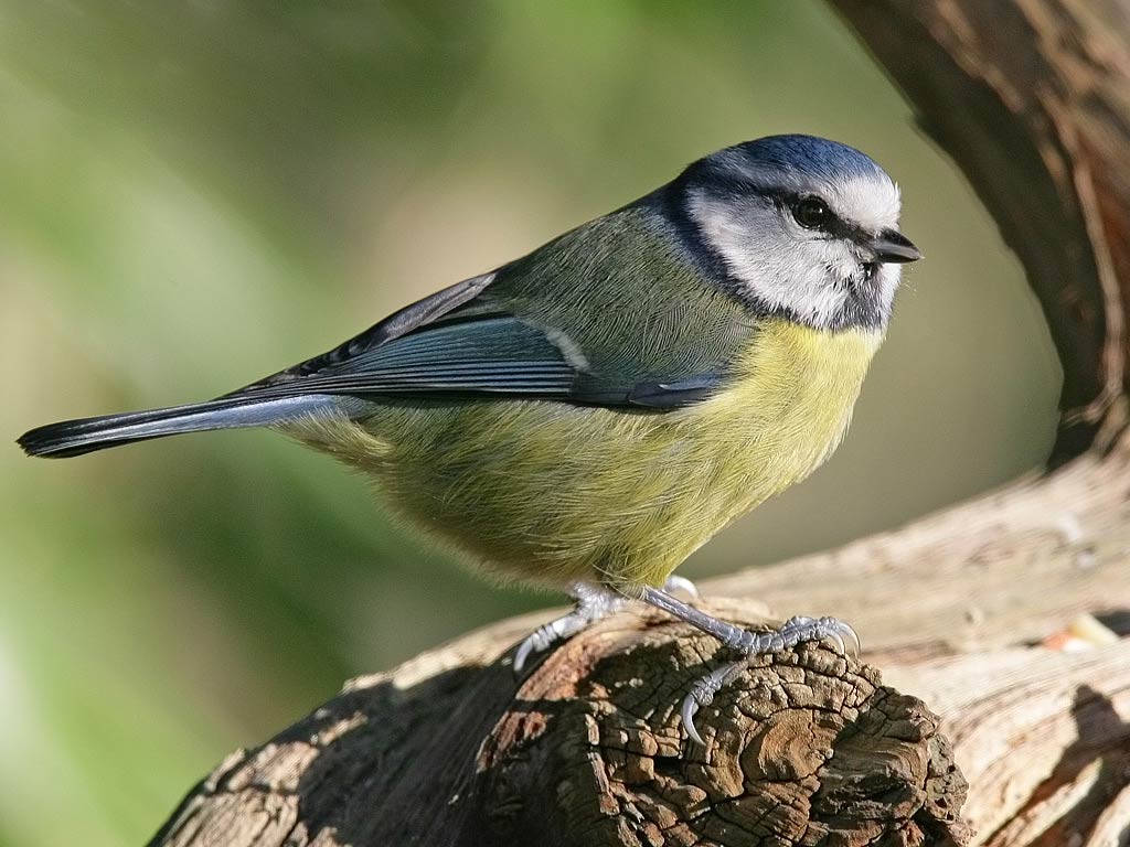 Nightingale Wallpaper