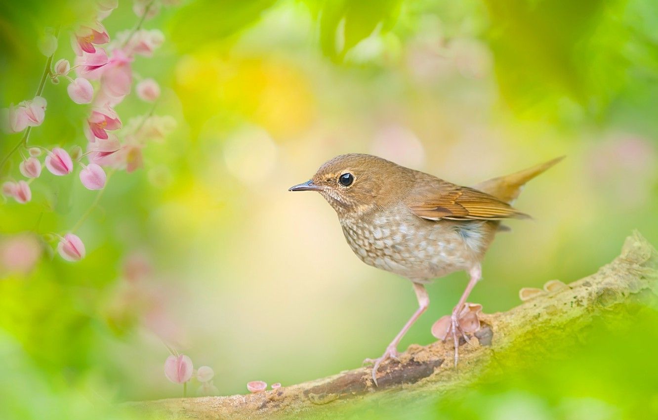 Nightingale Wallpapers - Wallpaper Cave