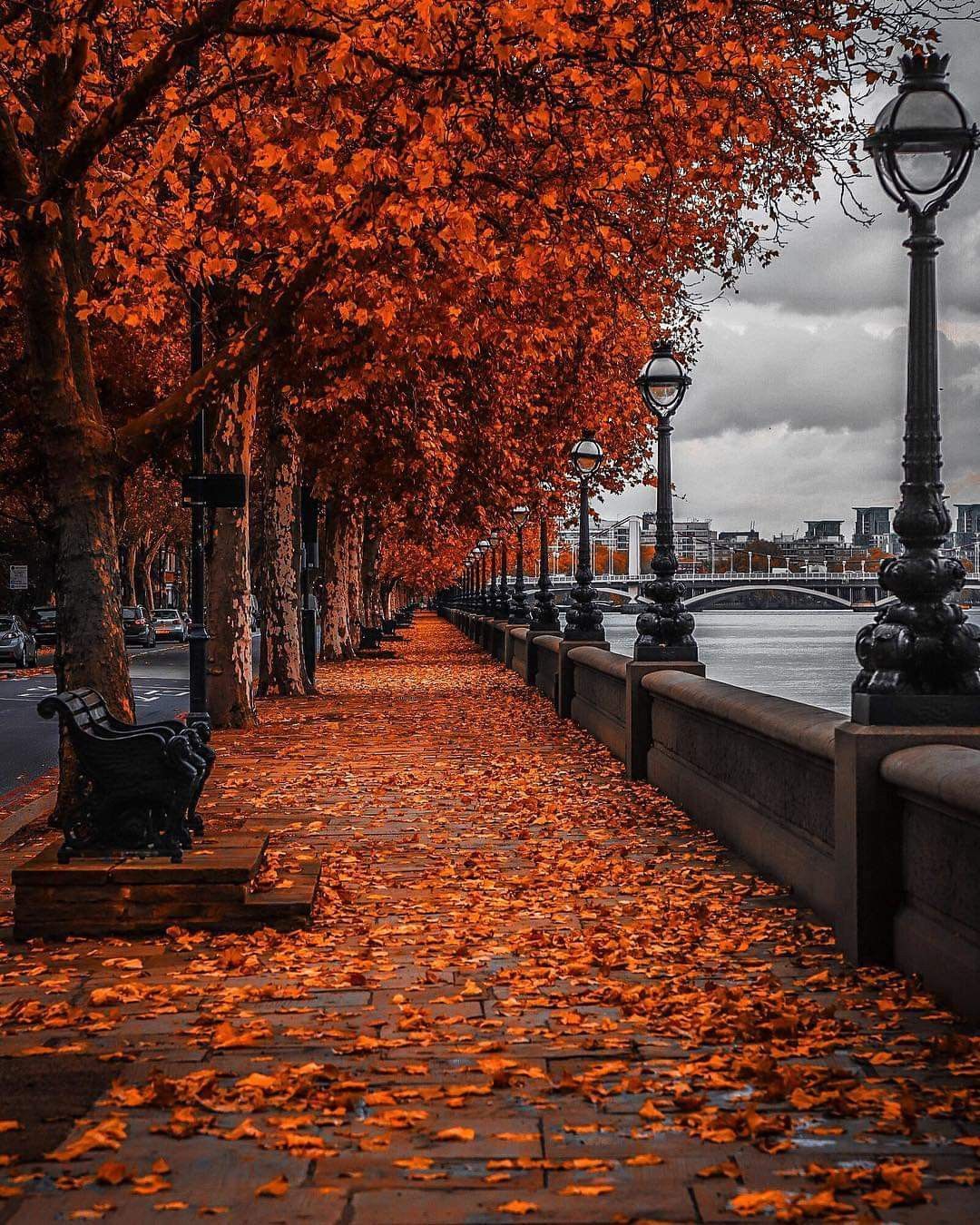 Autumn in London. Autumn photography, Autumn scenery, Fall picture