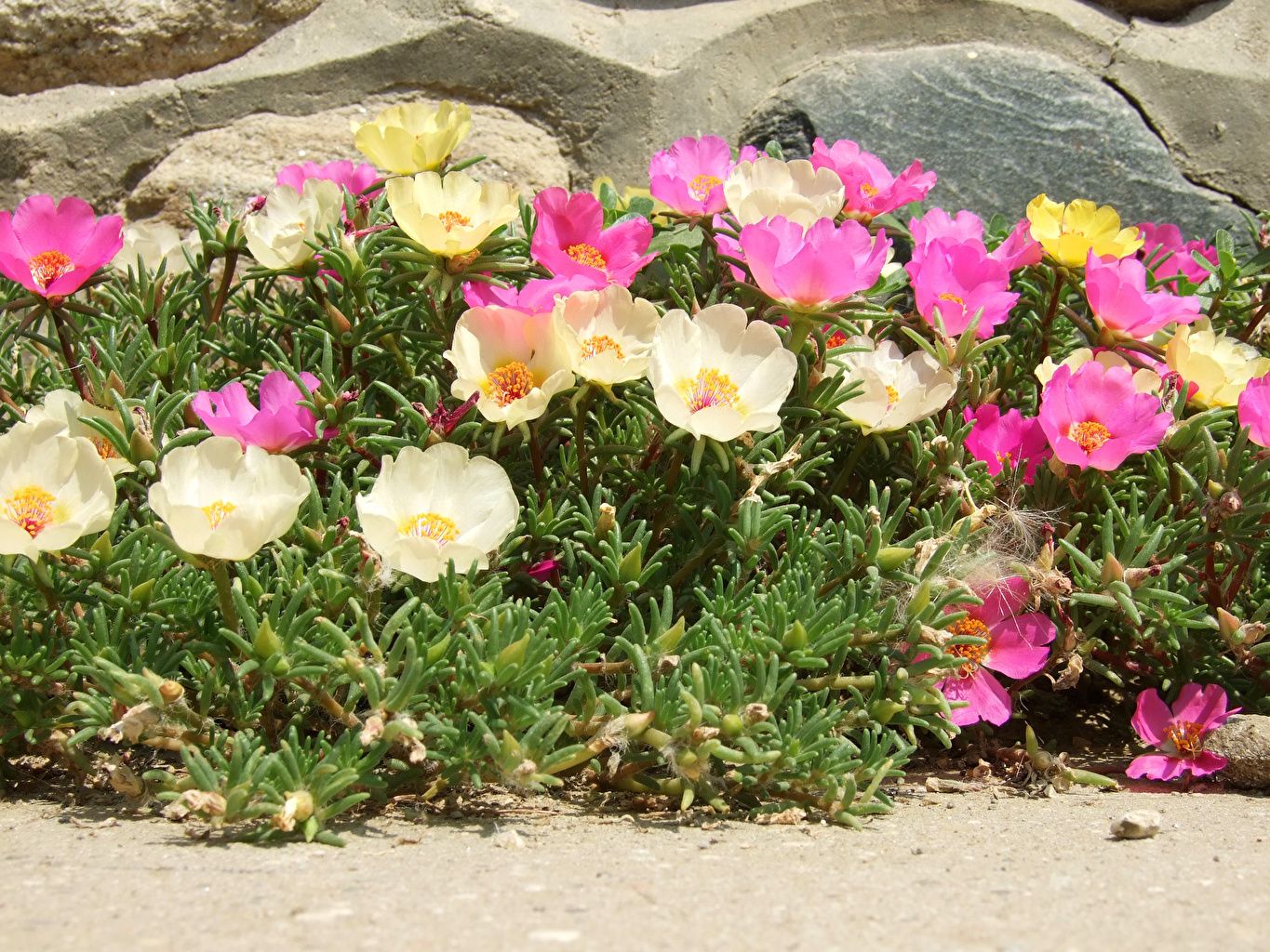 Portulaca Wallpapers - Wallpaper Cave