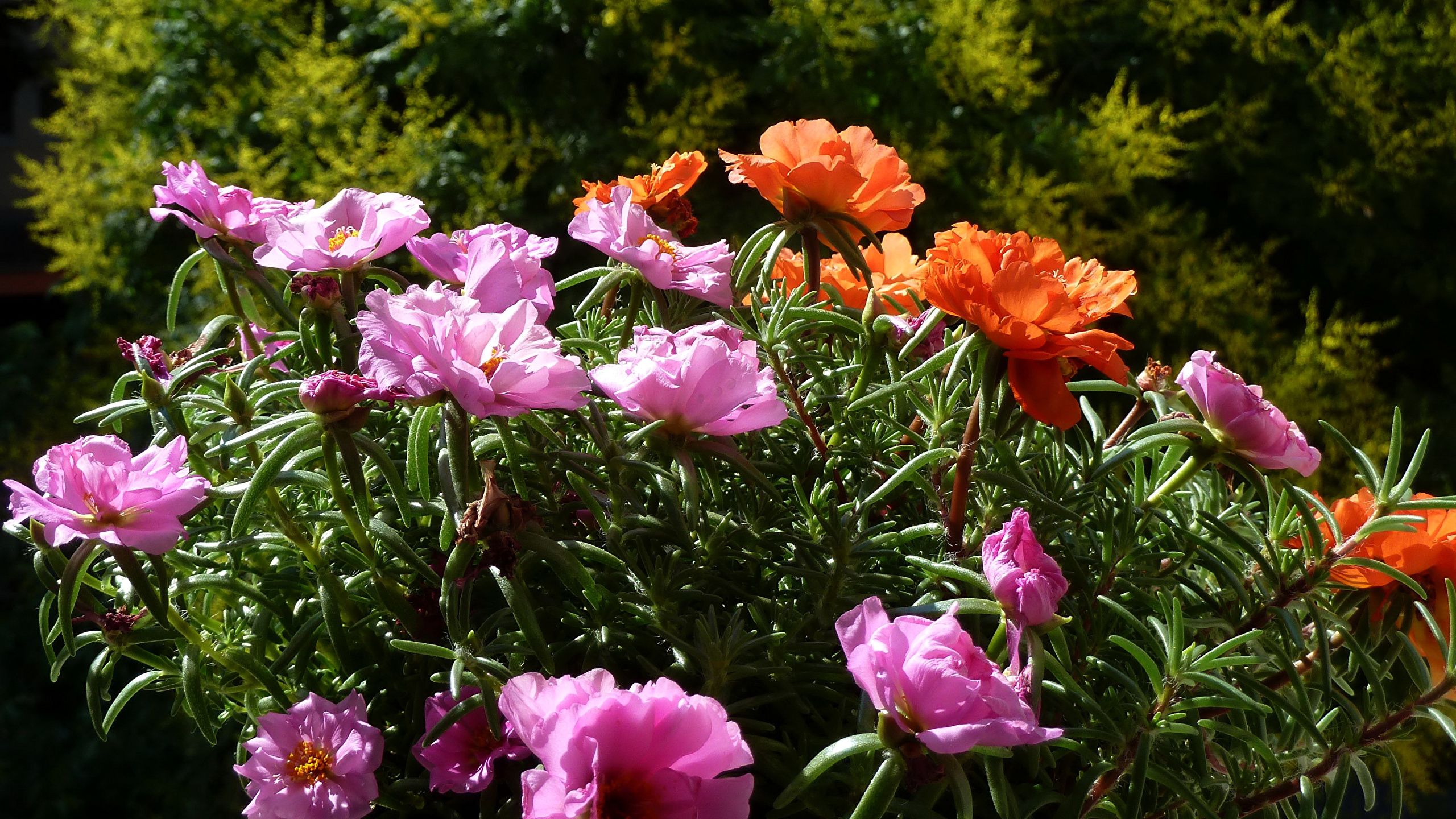 Portulaca Wallpapers - Wallpaper Cave