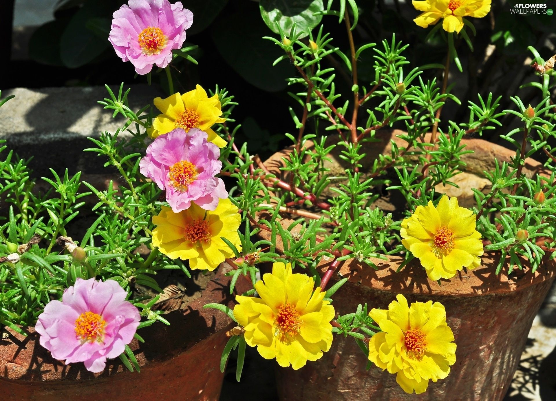 Portulaca Wallpapers - Wallpaper Cave