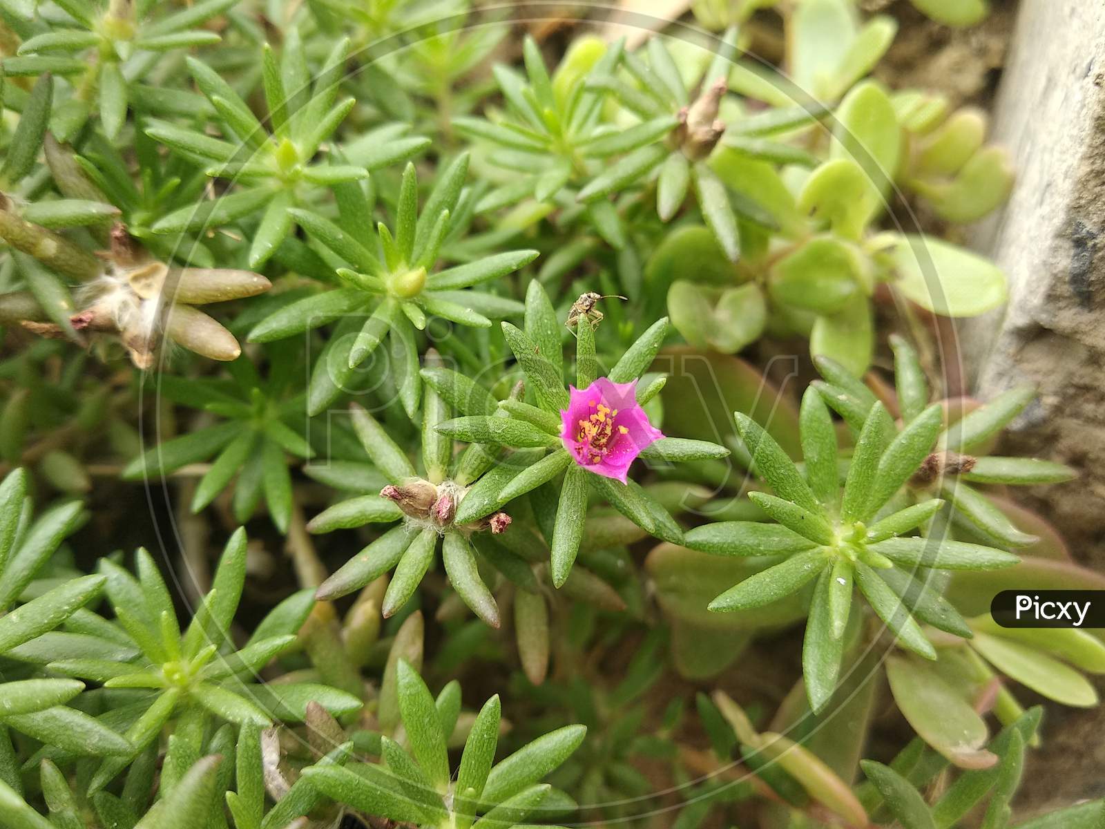 Portulaca Wallpapers - Wallpaper Cave