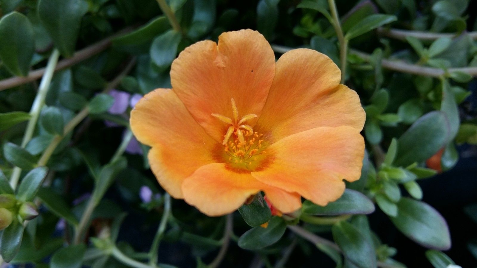 Portulaca Wallpapers - Wallpaper Cave