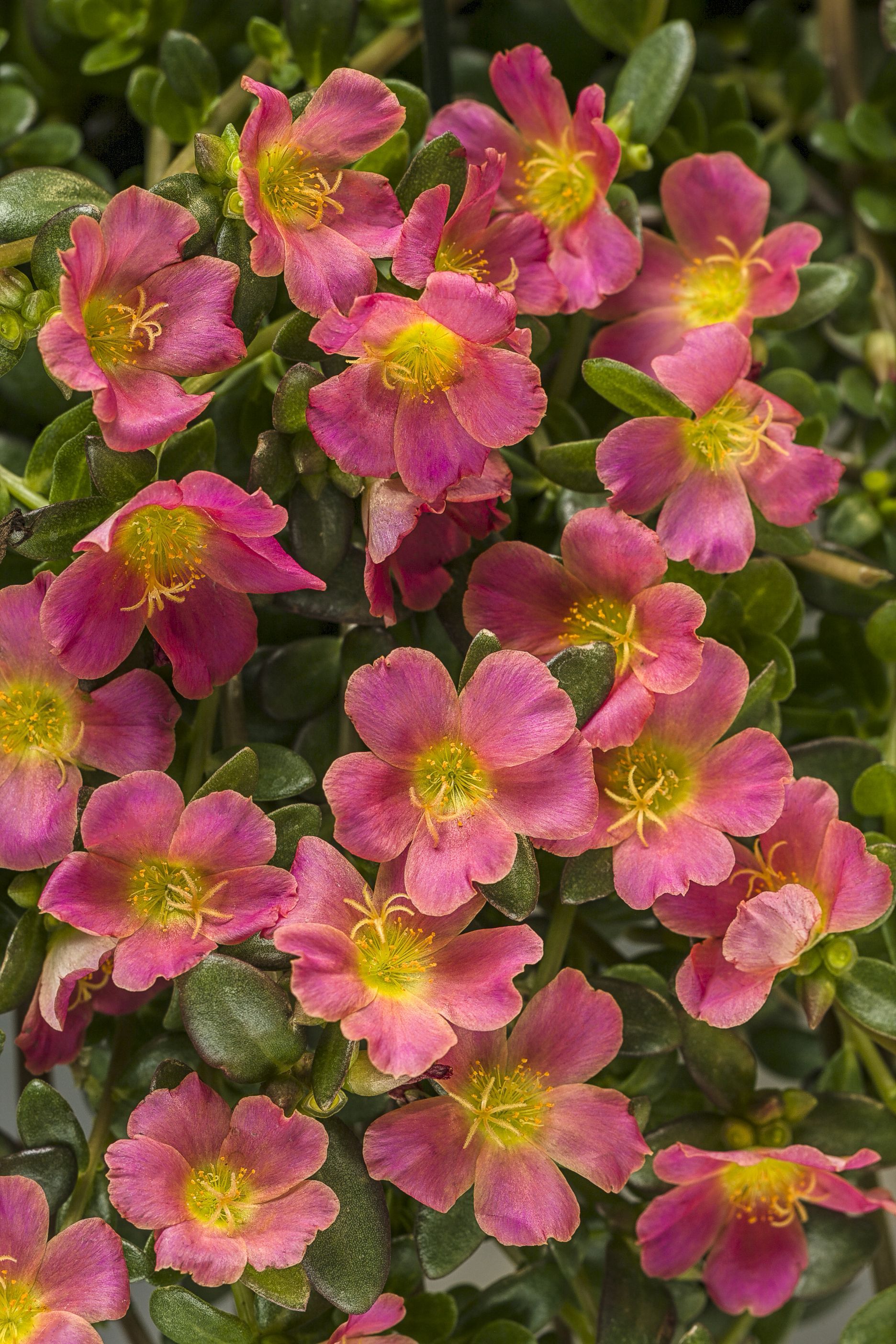 Portulaca Wallpapers - Wallpaper Cave