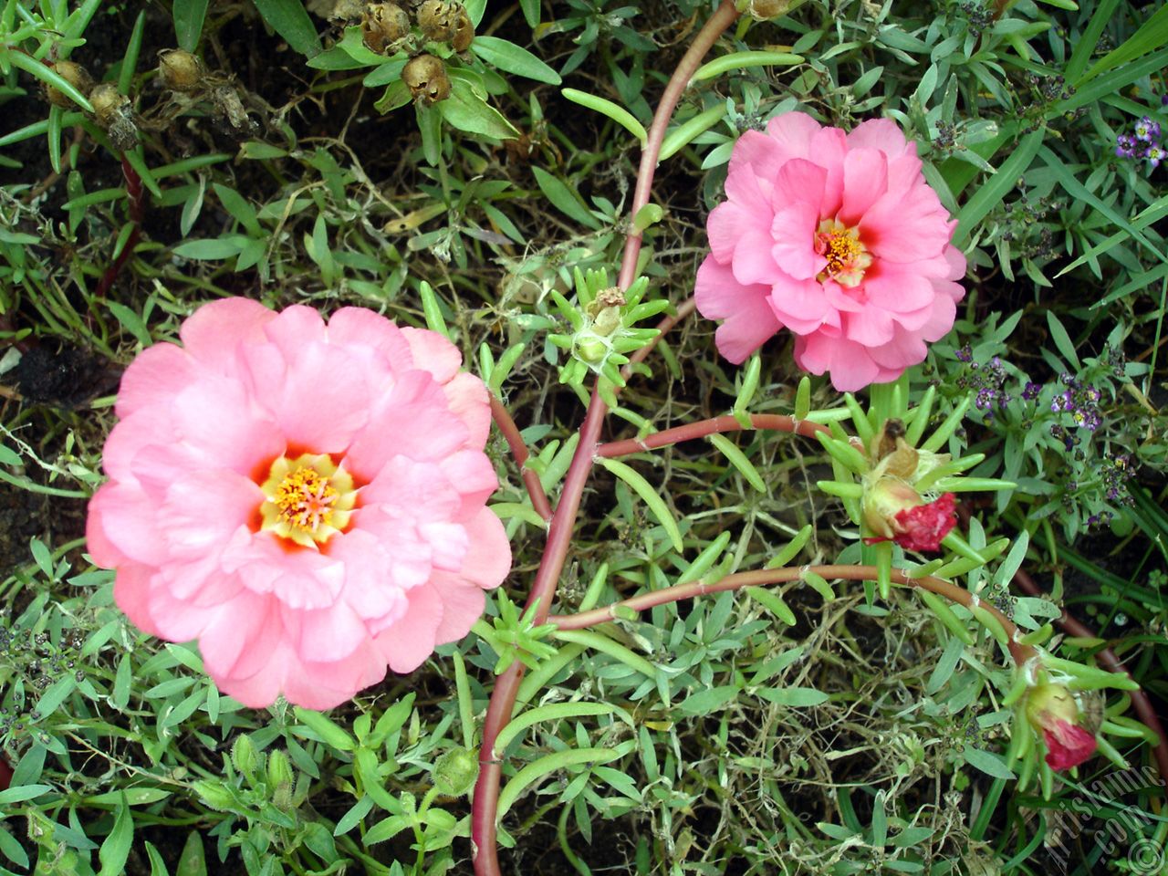 Portulaca Wallpapers - Wallpaper Cave