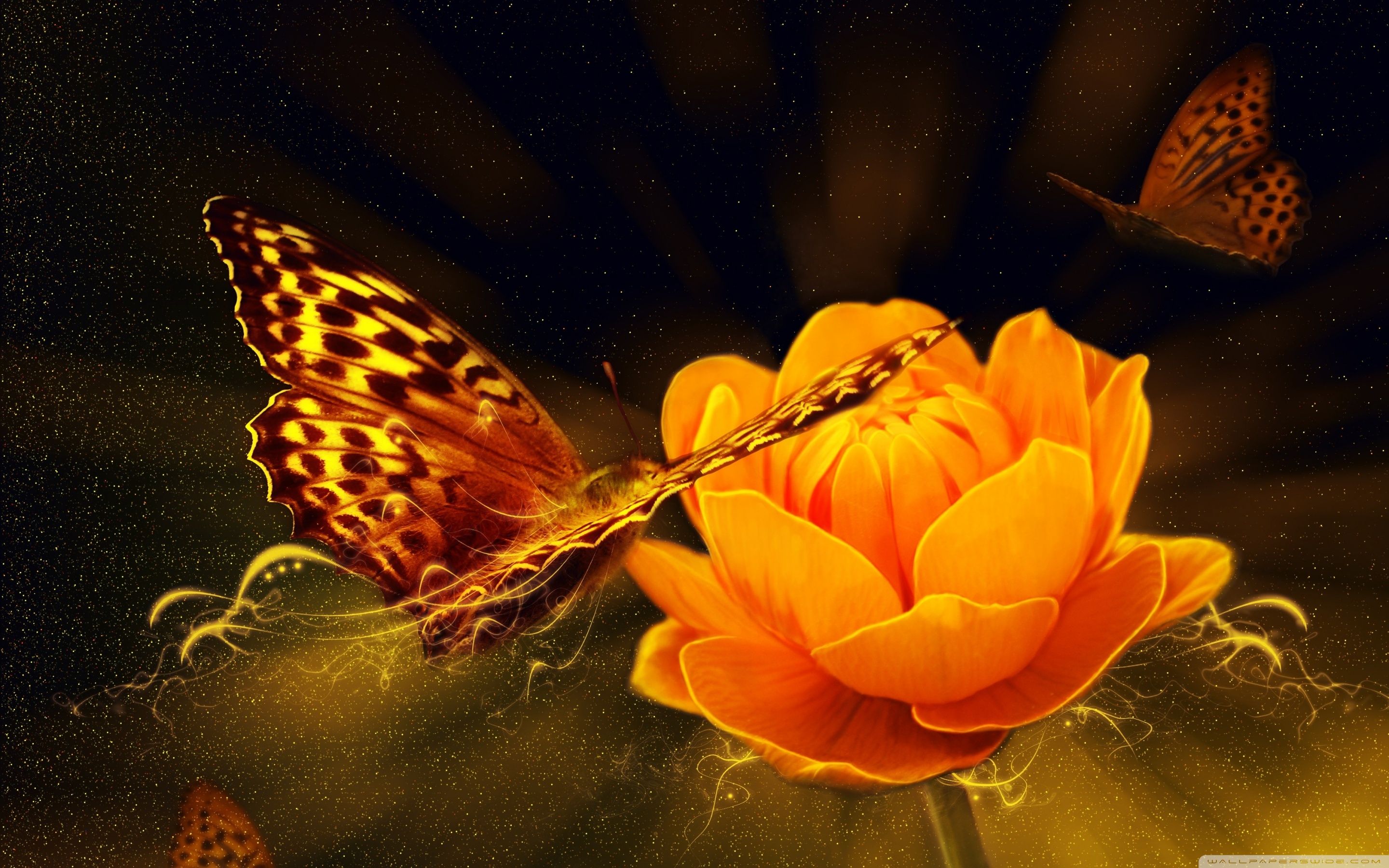 Magic Butterfly Ultra HD Desktop Background Wallpaper for 4K UHD