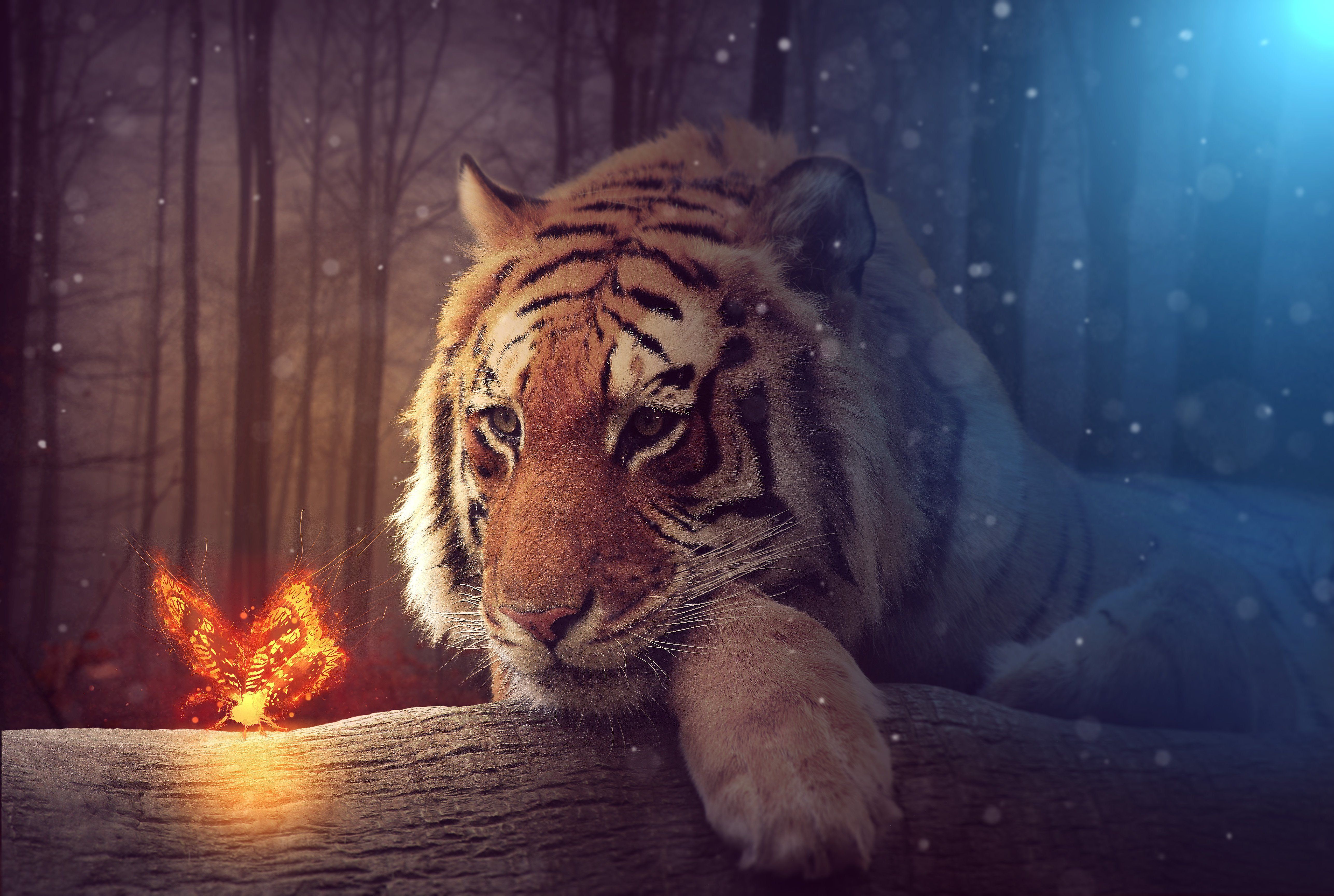 Big tiger with a magical fire butterfly, fantasy wallpaper