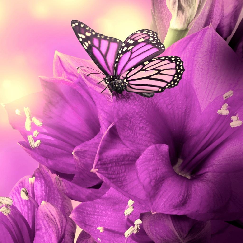 Free download 3D Butterfly Magic Wallpaper 1mobilecom 1024x1024