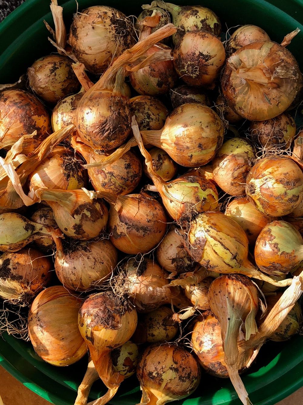 brown onions in green bucket photo