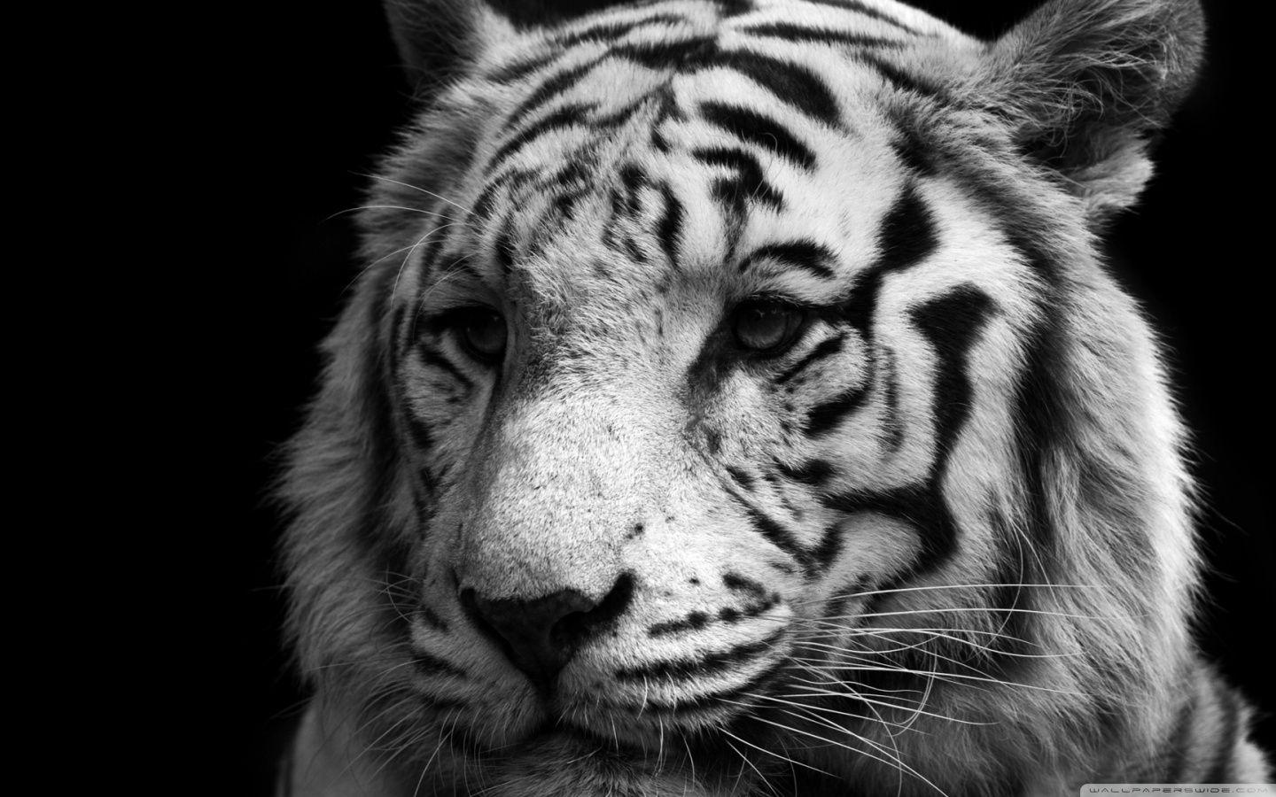 Tiger Black And White HD desktop wallpapers : Widescreen : High