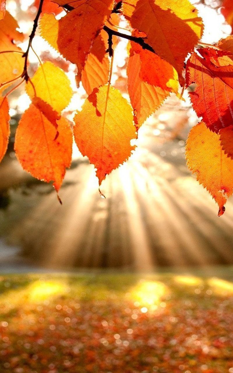 Neat November Holidays. Fall wallpaper, Autumn lights, Autumn scenery