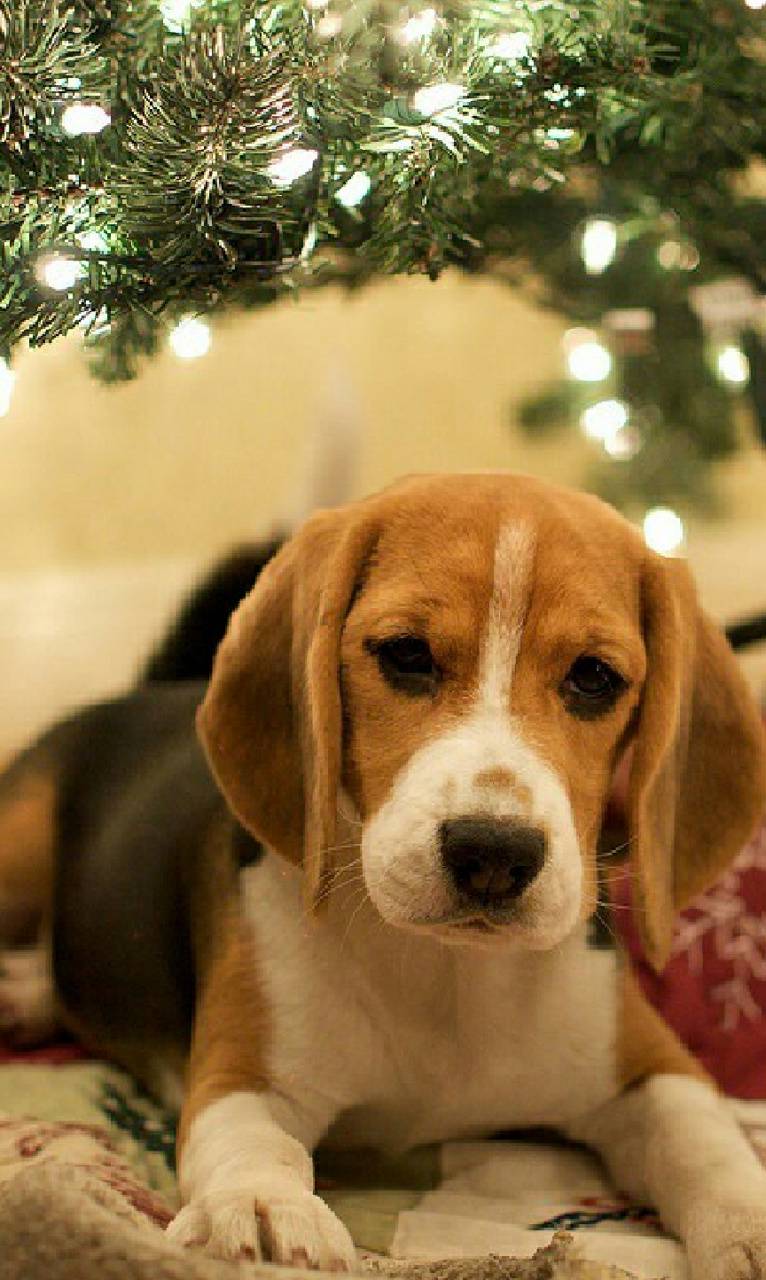 Beagle Android Wallpapers - Wallpaper Cave
