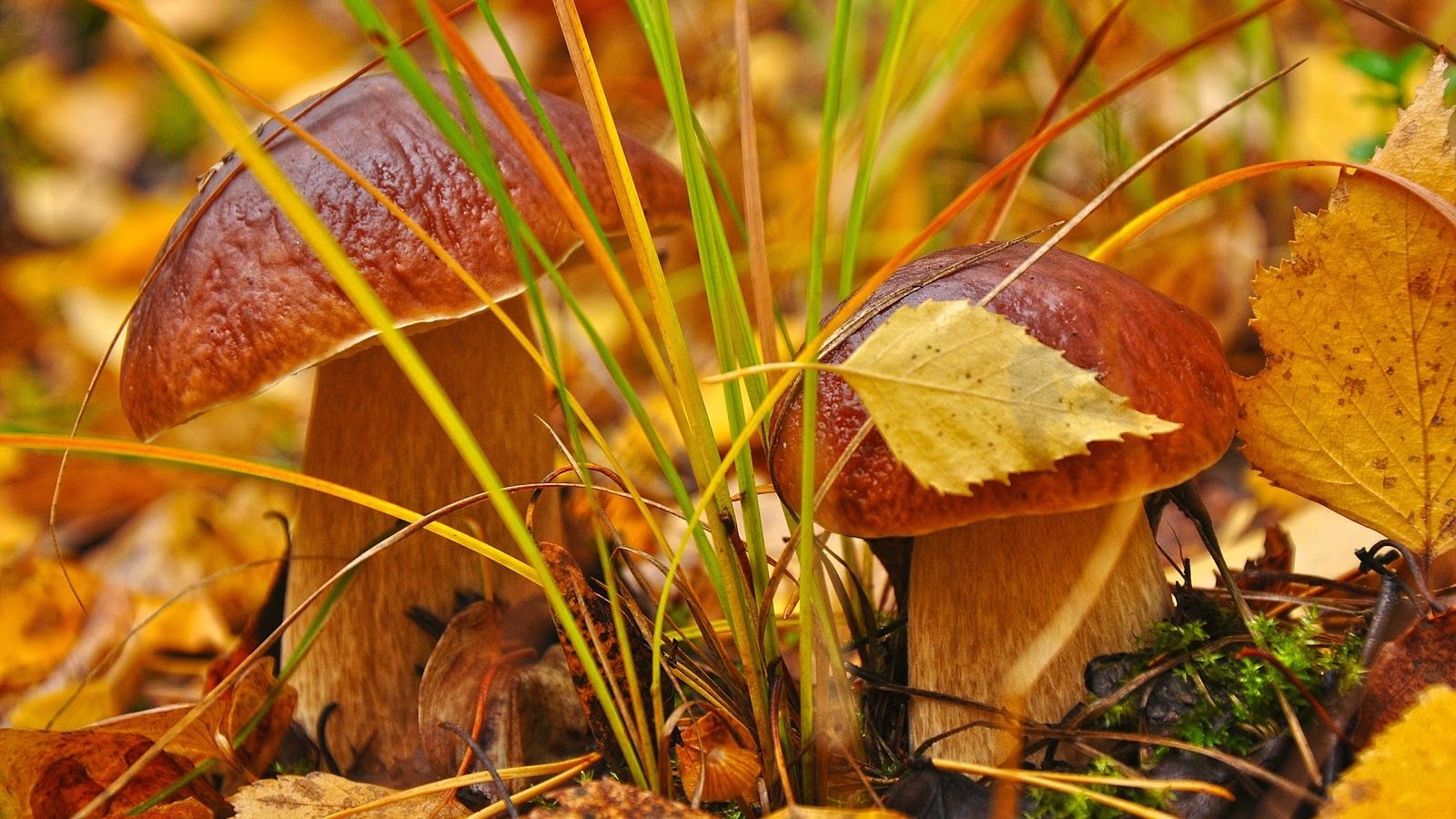 Free download Autumn Lights Picture Autumn Harvest Desktop