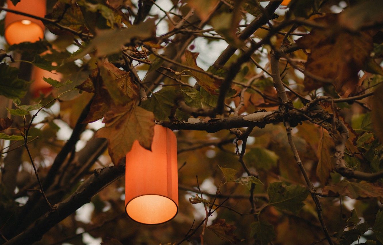 Wallpaper lights, nature, autumn, leaves, macro, tree, branches