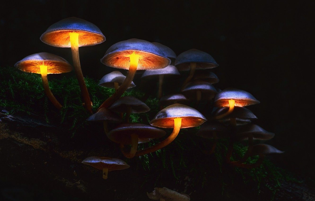 Wallpaper autumn, forest, macro, light, the darkness, mushrooms