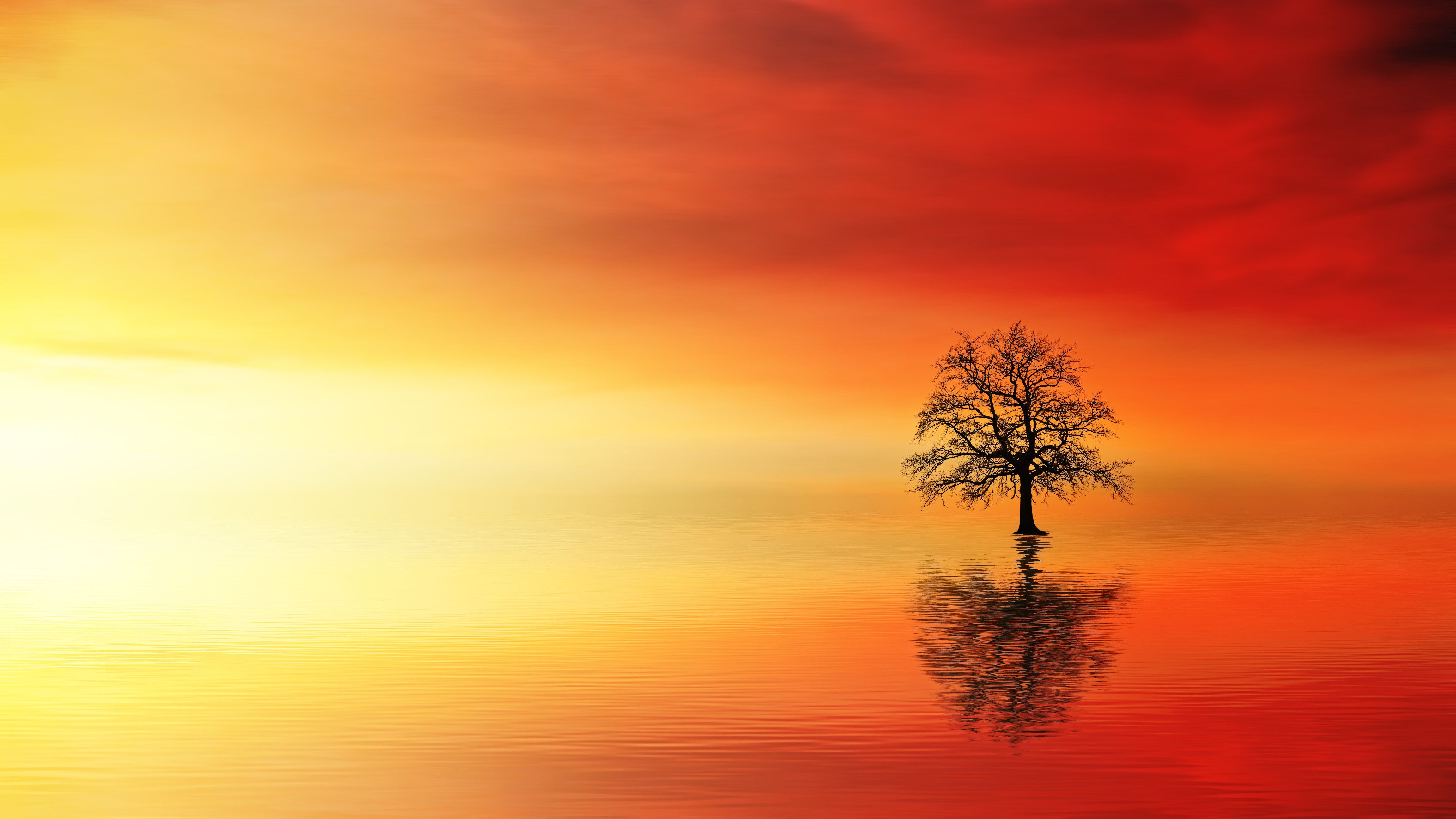 Lone Tree In Water At Dusk, HD Nature, 4k Wallpaper, Image