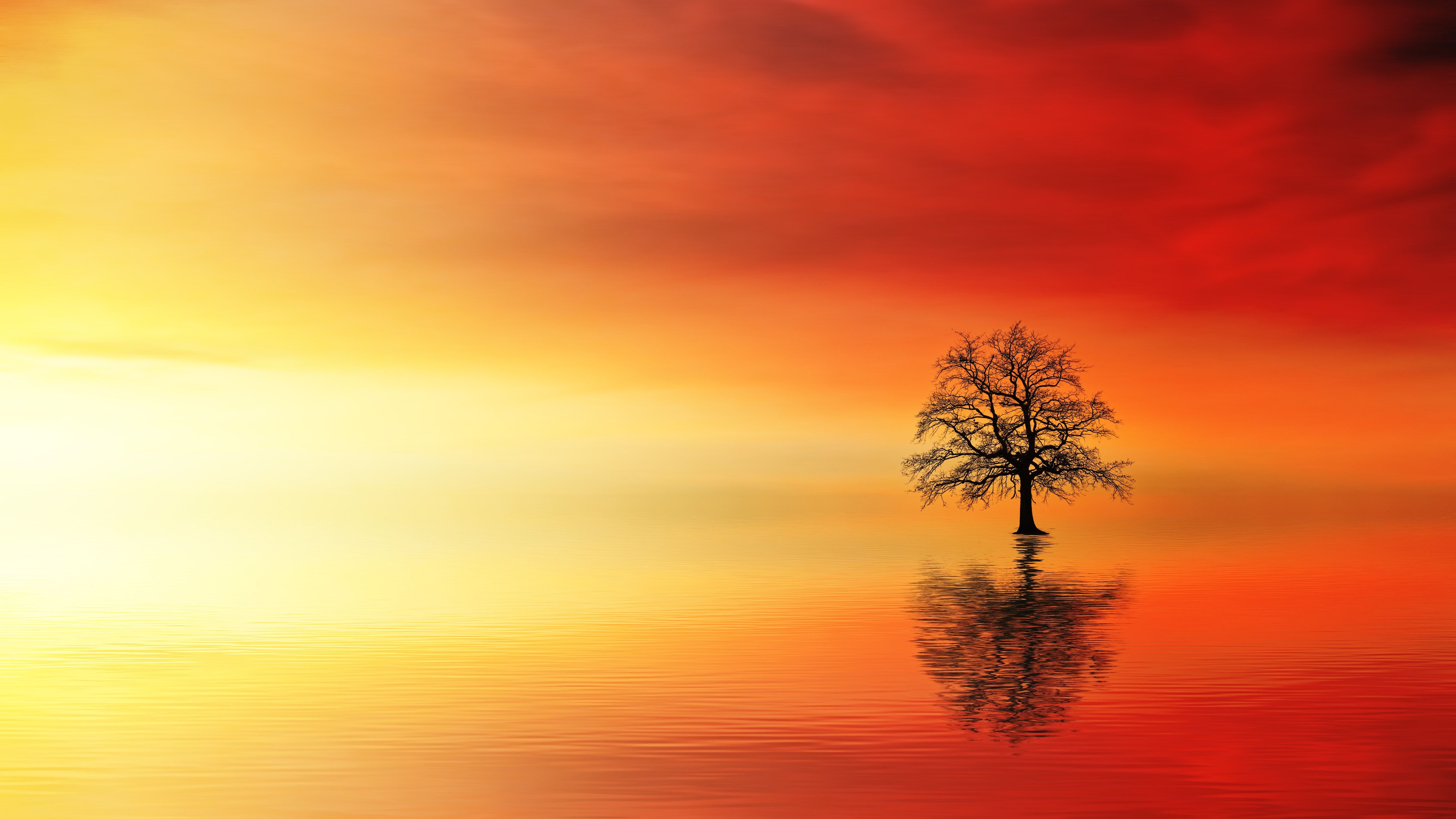Lone Tree Wallpapers Wallpaper Cave