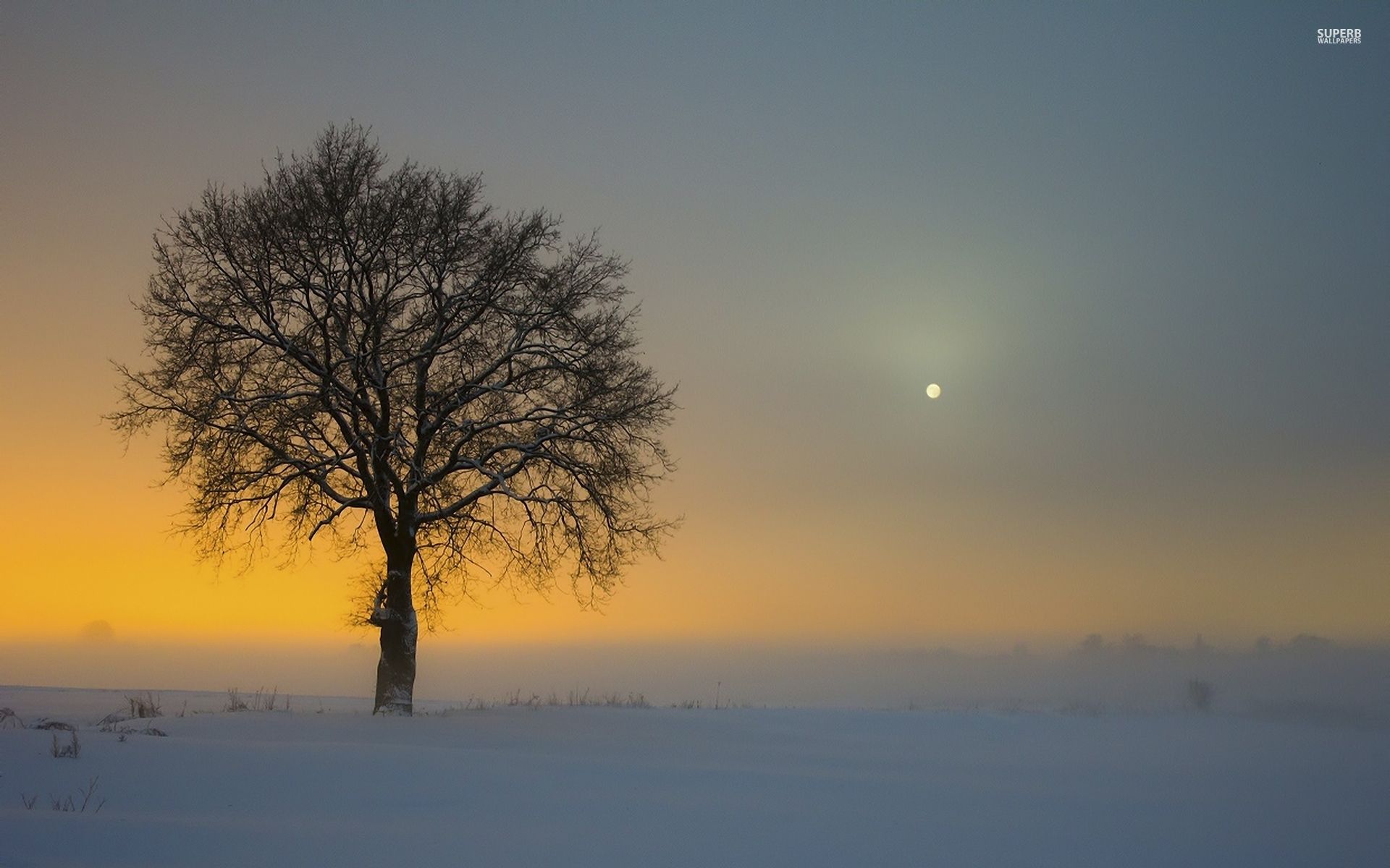 Lone Tree Wallpapers - Wallpaper Cave