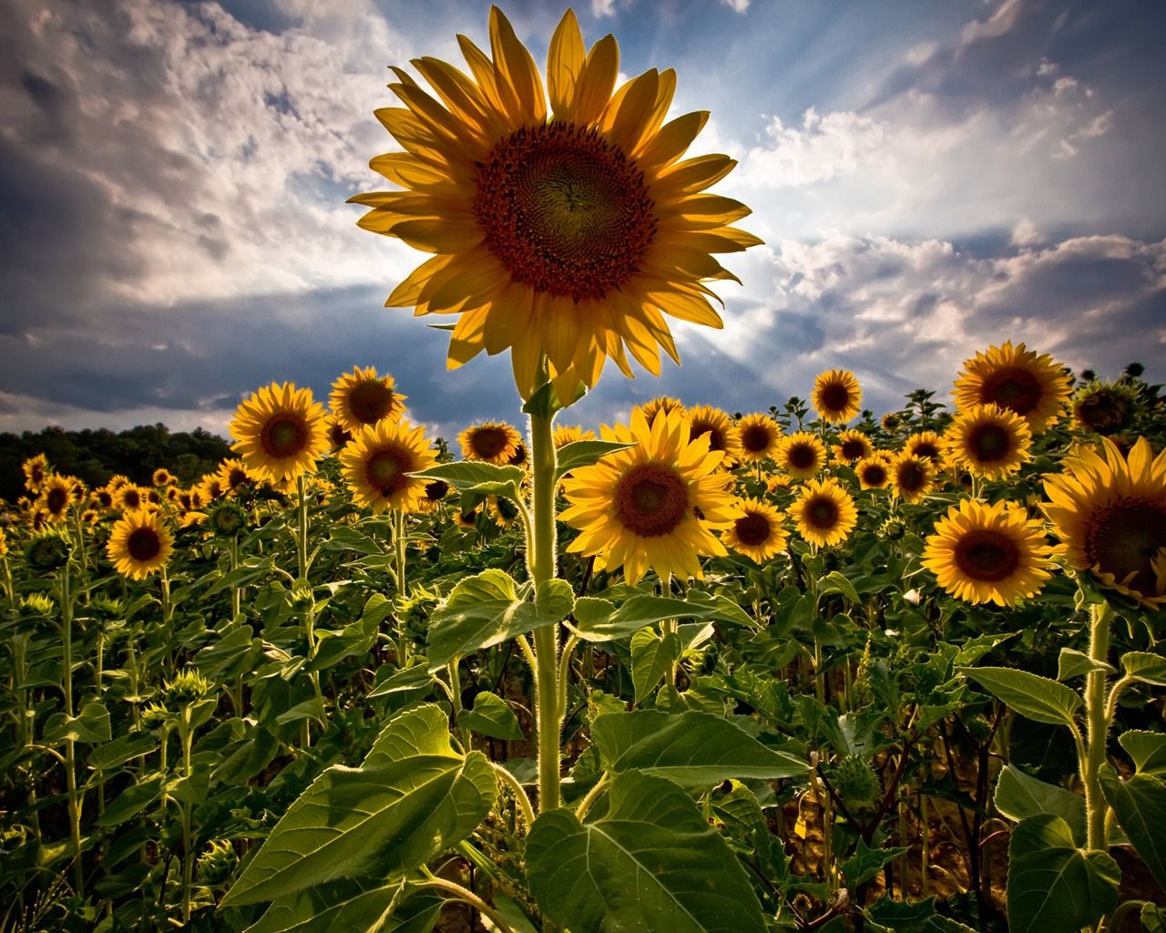 Sunflowers Wallpaper Flowers Nature Wallpaper in jpg format