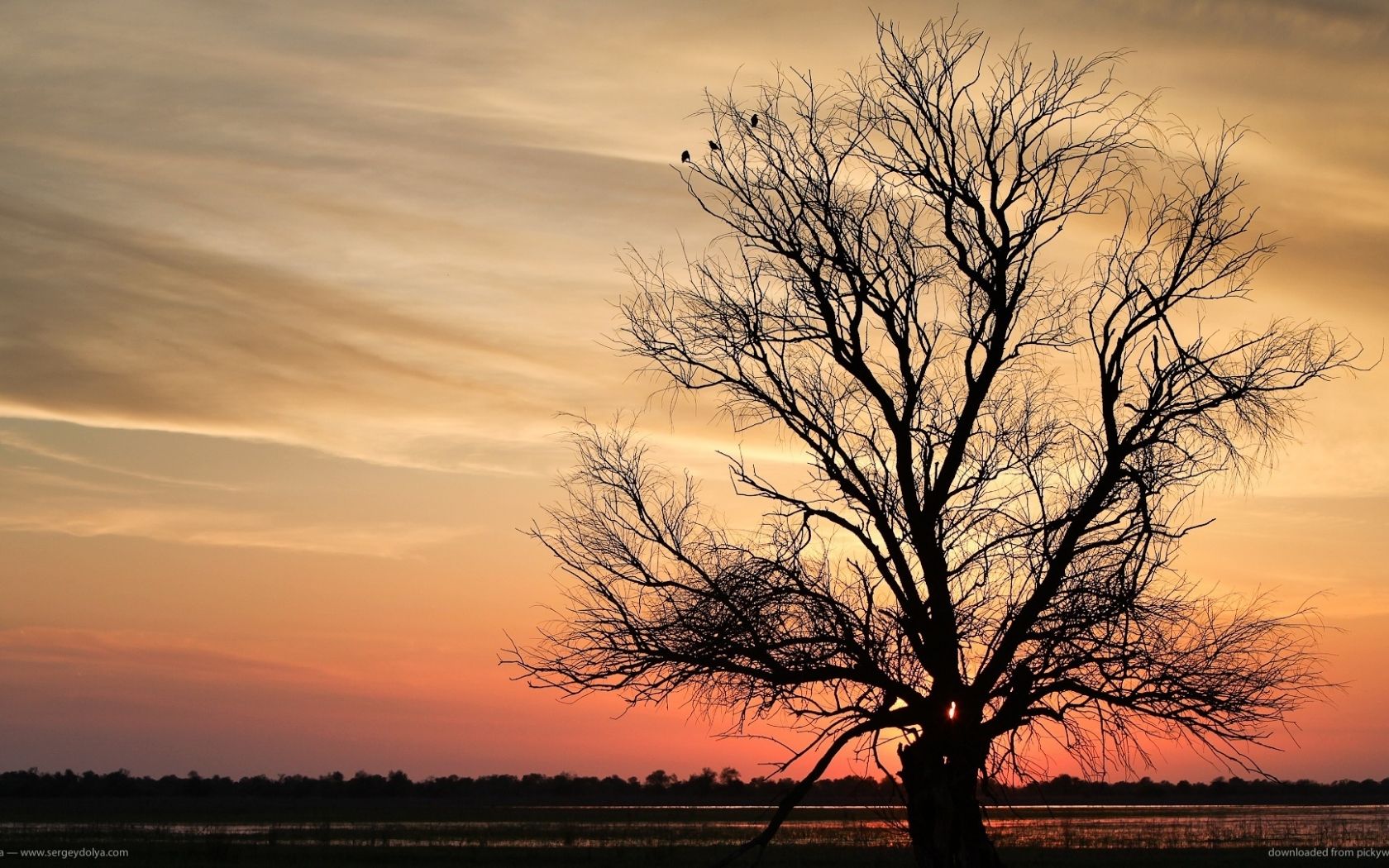 Free download lone tree silhouette in astrakhan wallpaper lone