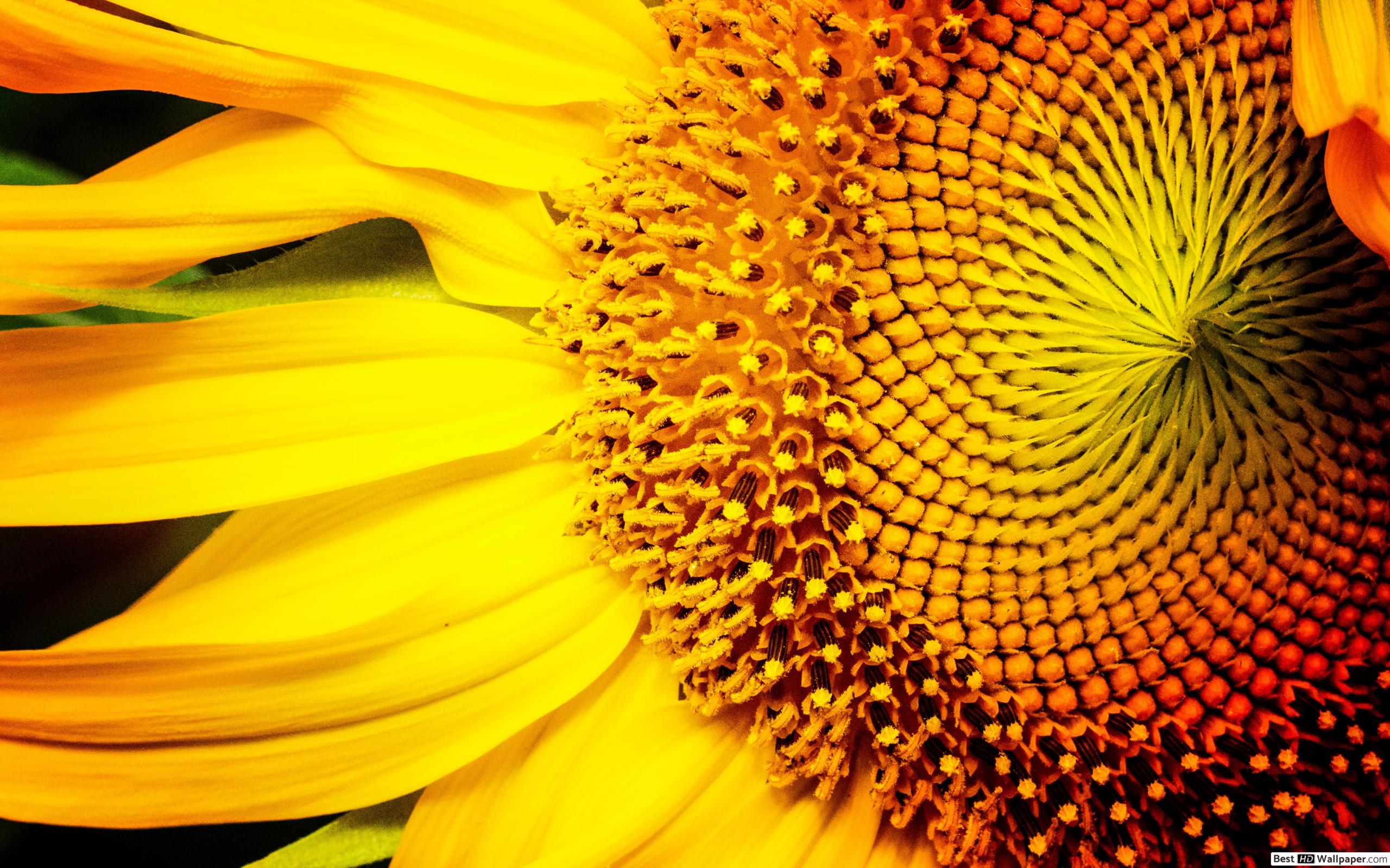 Lovely Sunflower HD wallpaper download