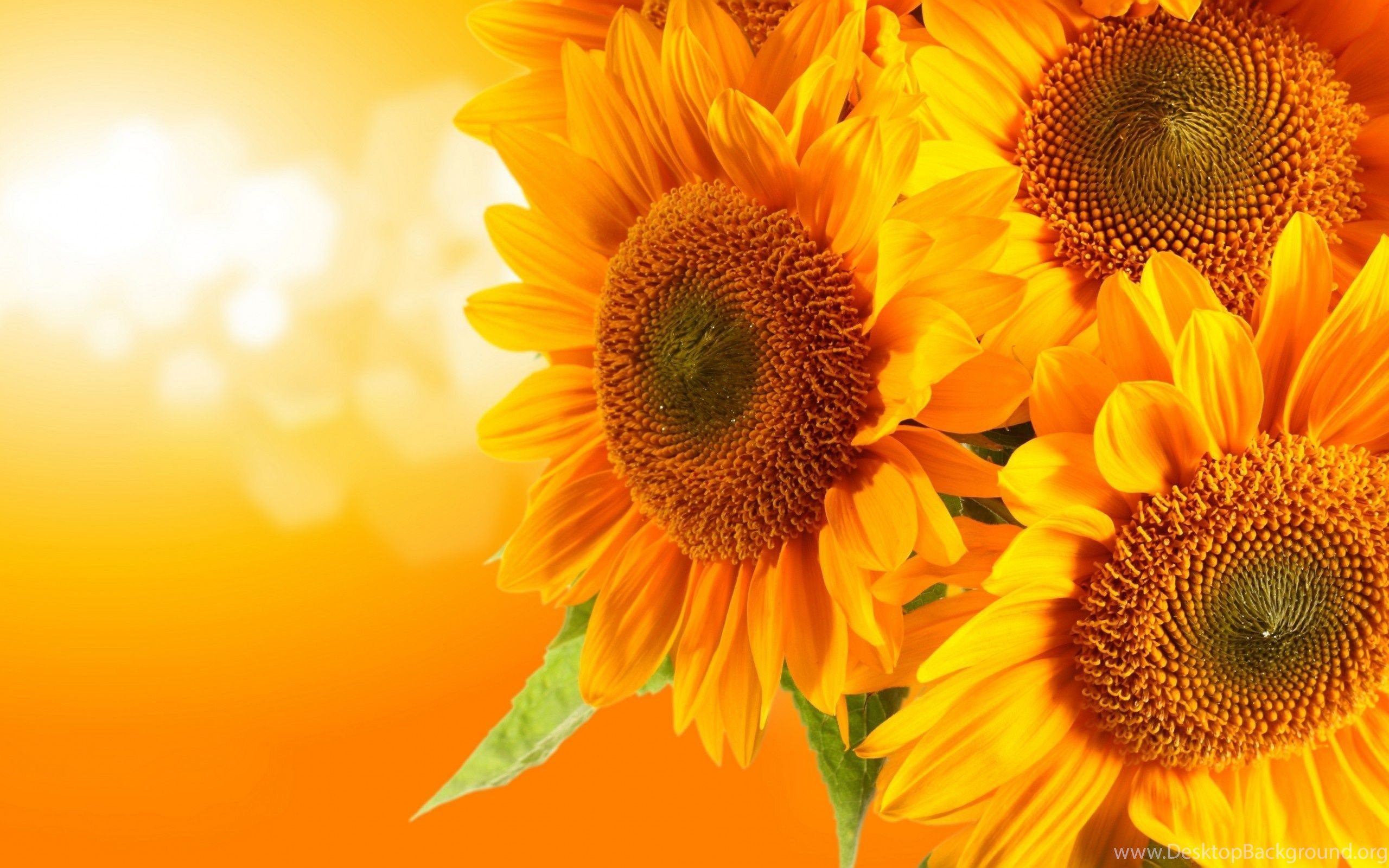 Lovely Sunflowers Wallpaper HD Image New Desktop Background