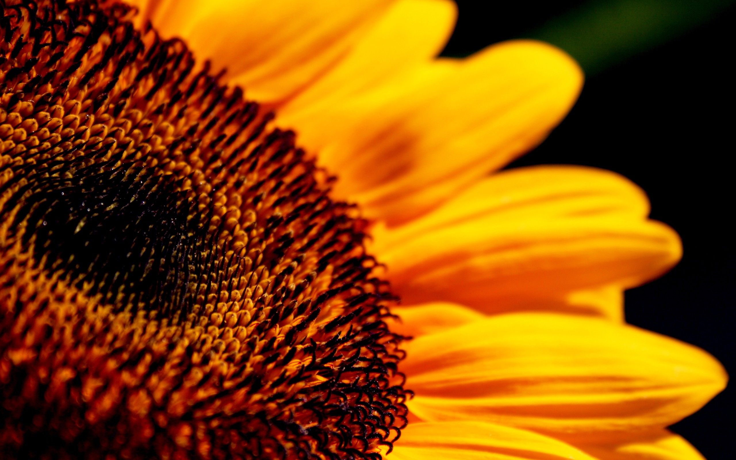 Lovely HD Sunflower Wallpaper