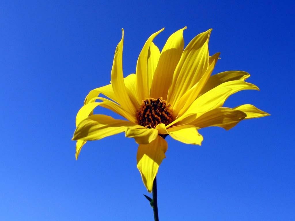 Lovely Flowers Wallpaper in jpg format for free download