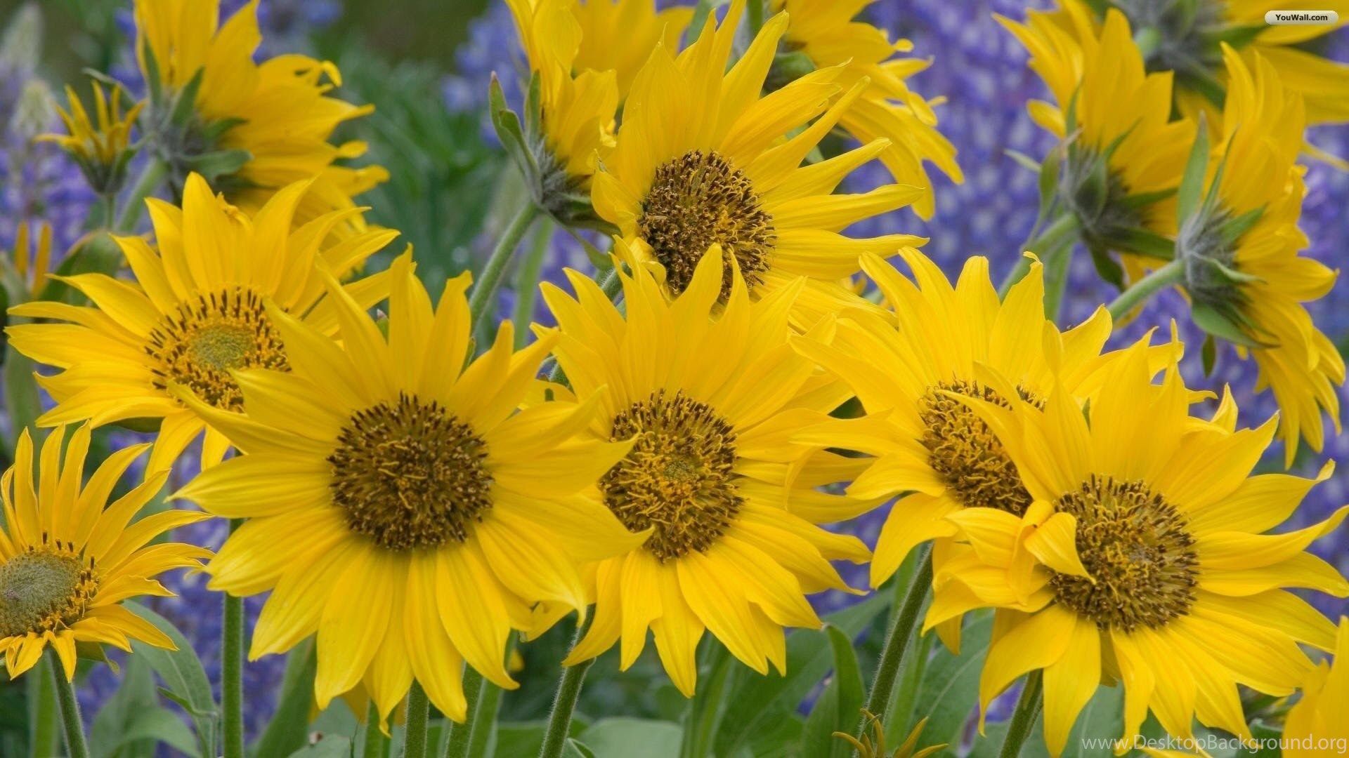 Lovely Sunflowers Wallpaper HD Image New Desktop Background