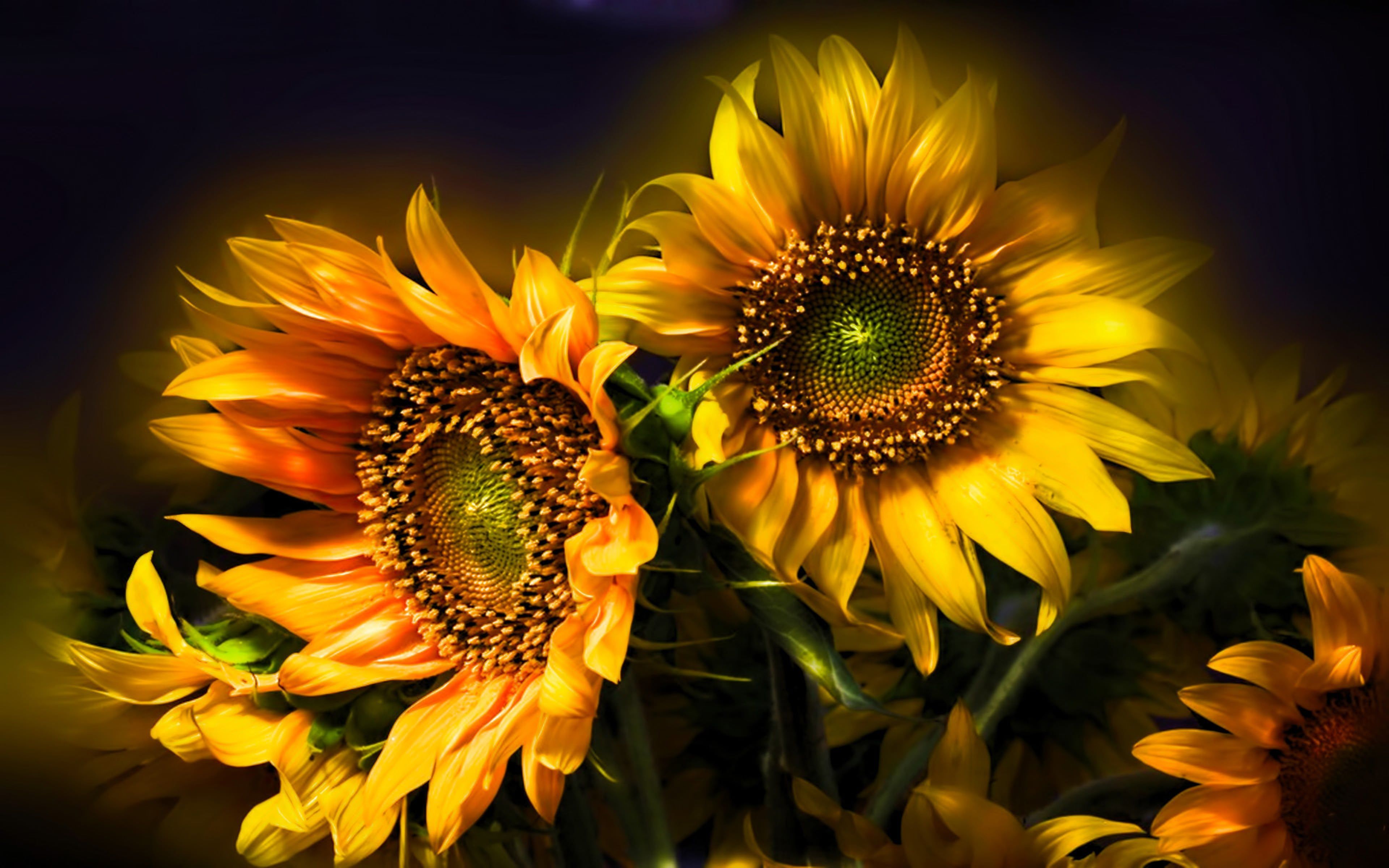 Abstract Sunflower Wallpaper Free Abstract Sunflower