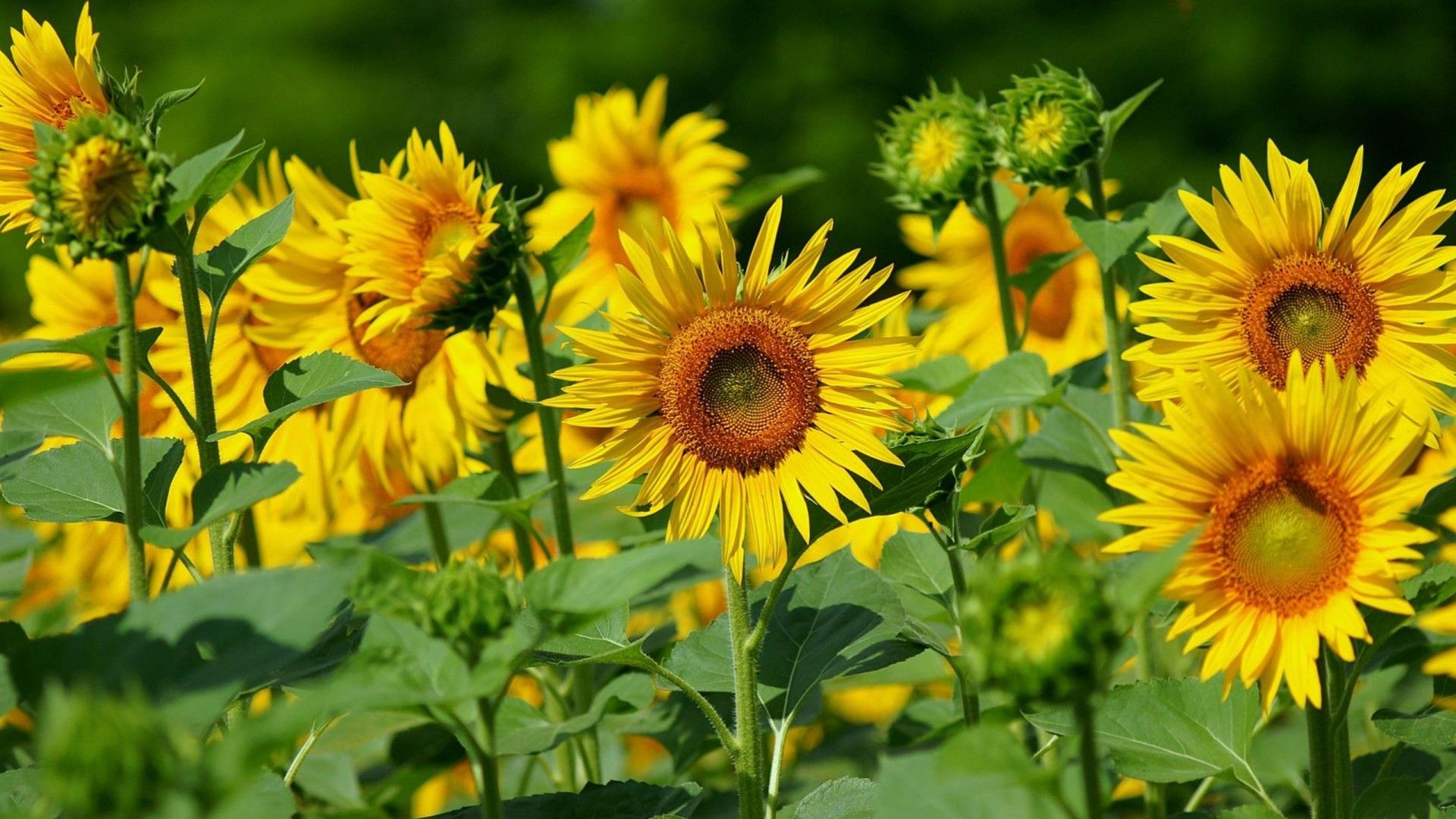 Wonderful Sunflower Nature Wallpaper Image Background